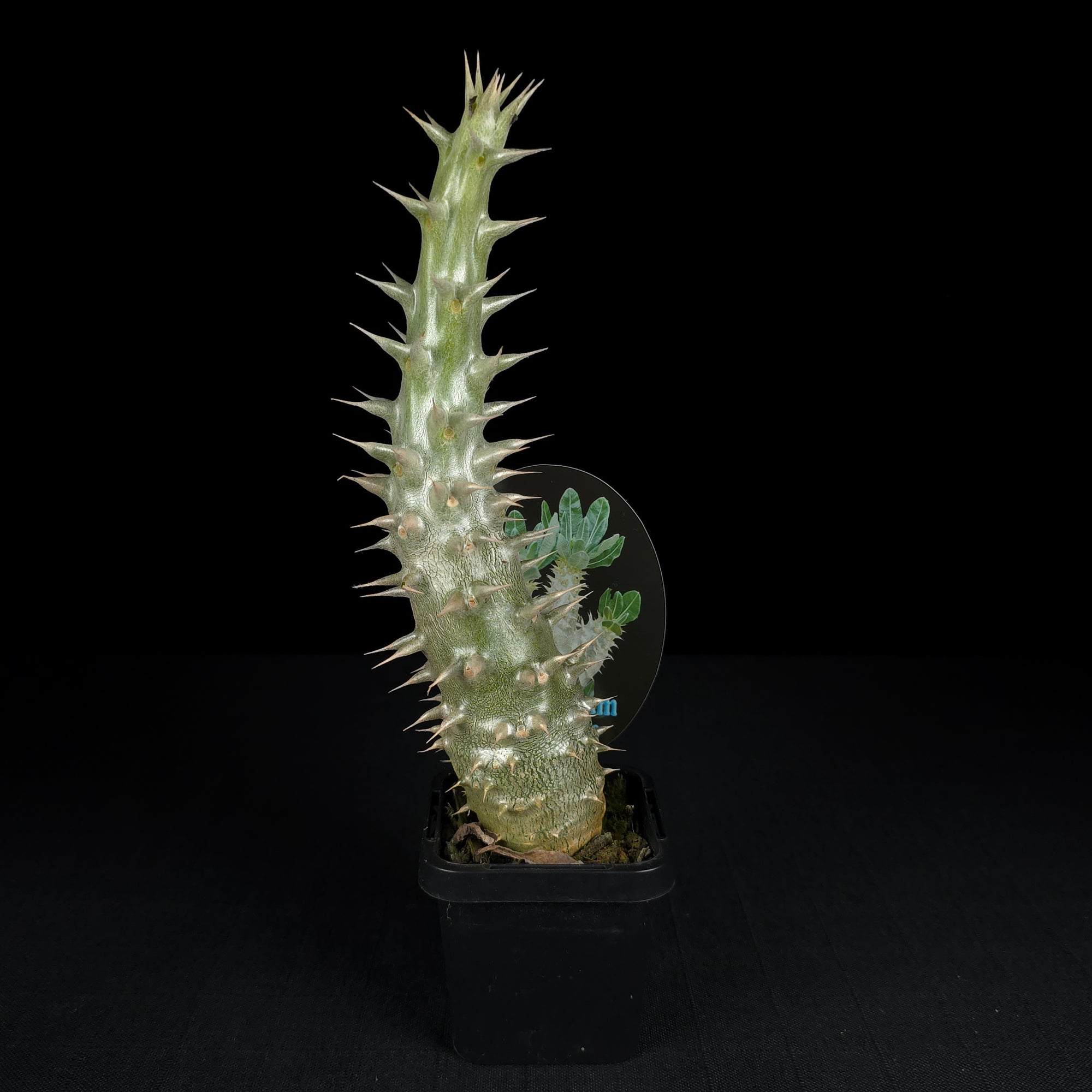 Pachypodium horombense - One Off Specials