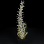 Pachypodium horombense - One Off Specials