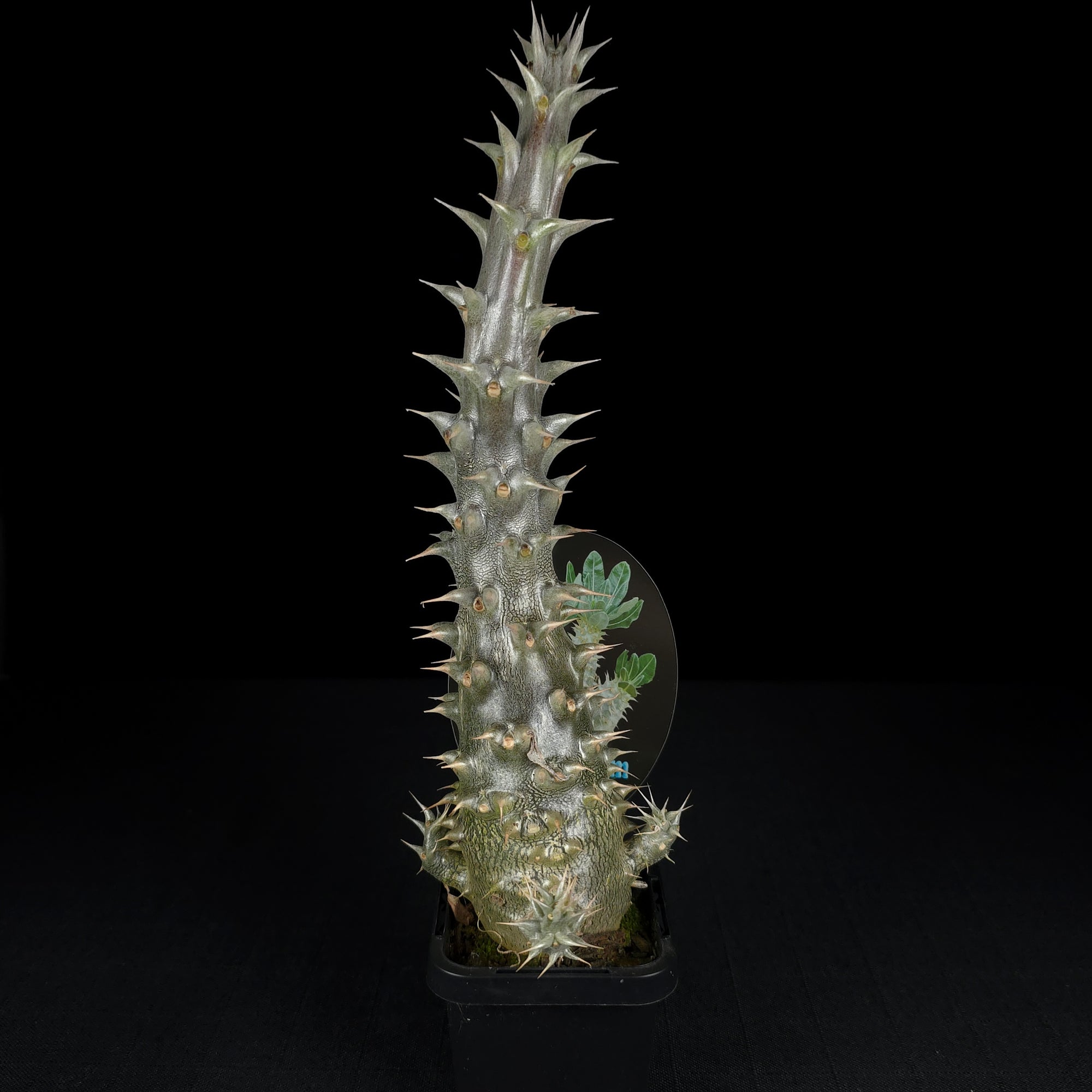 Pachypodium horombense - One Off Specials