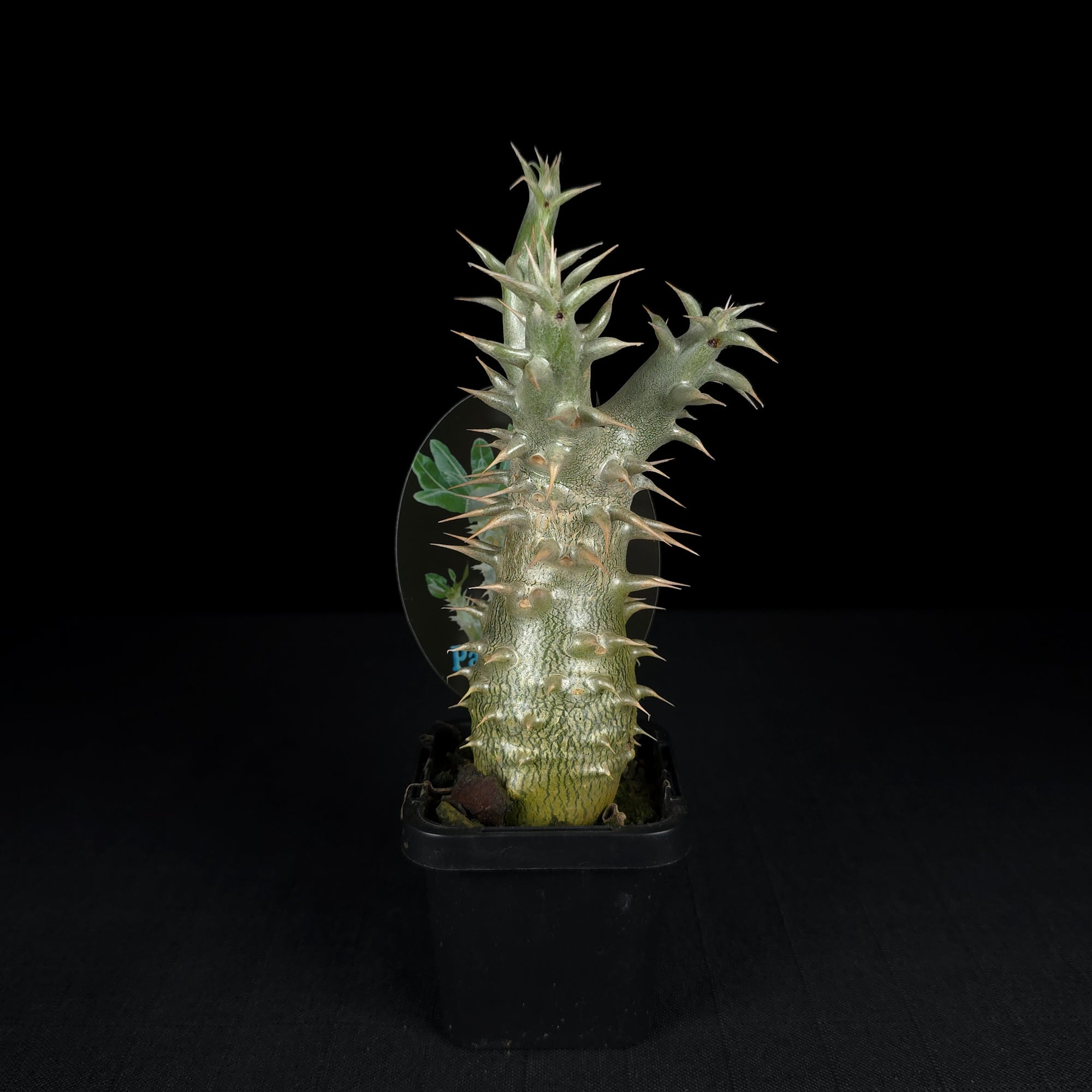 Pachypodium horombense - One Off Specials