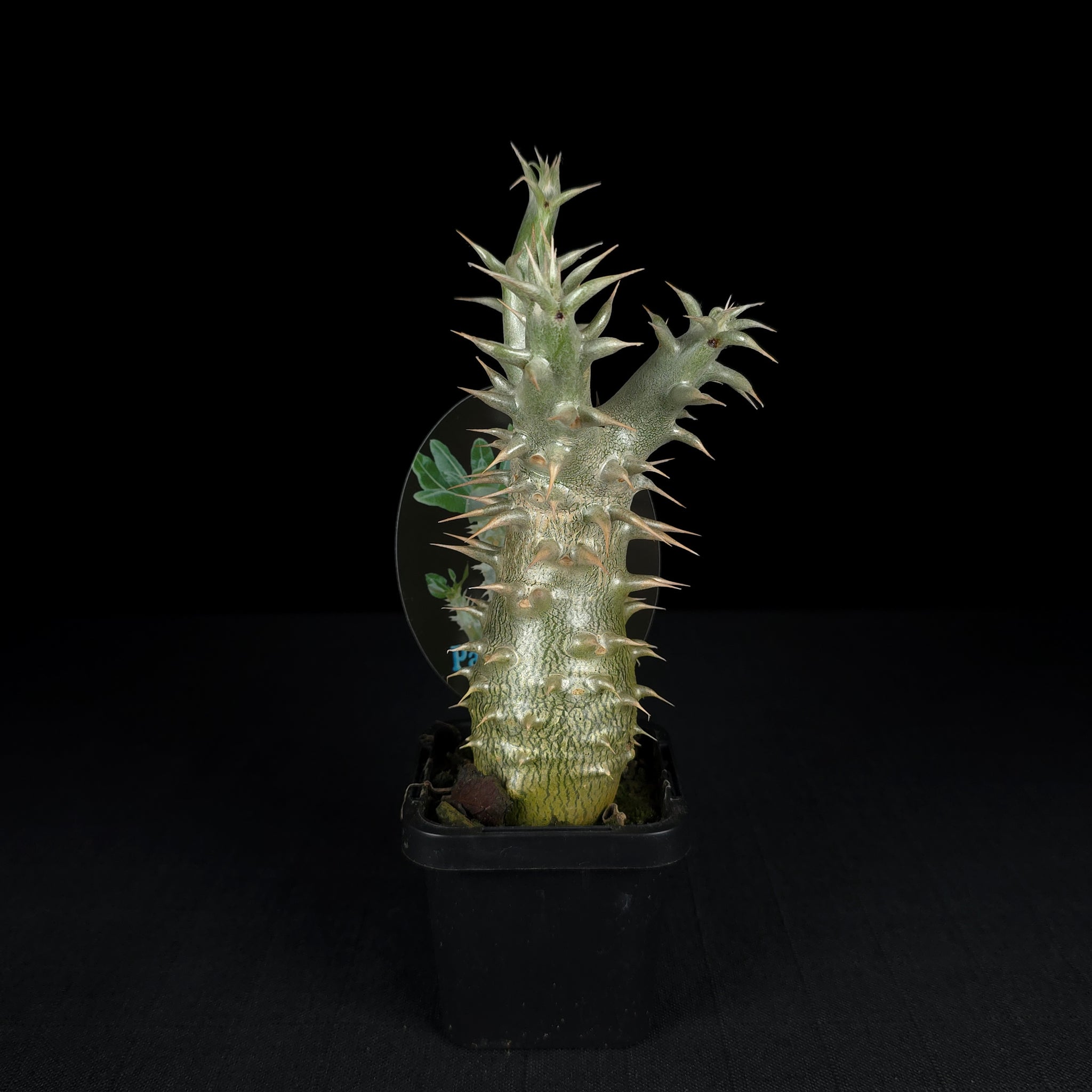 Pachypodium horombense - One Off Specials
