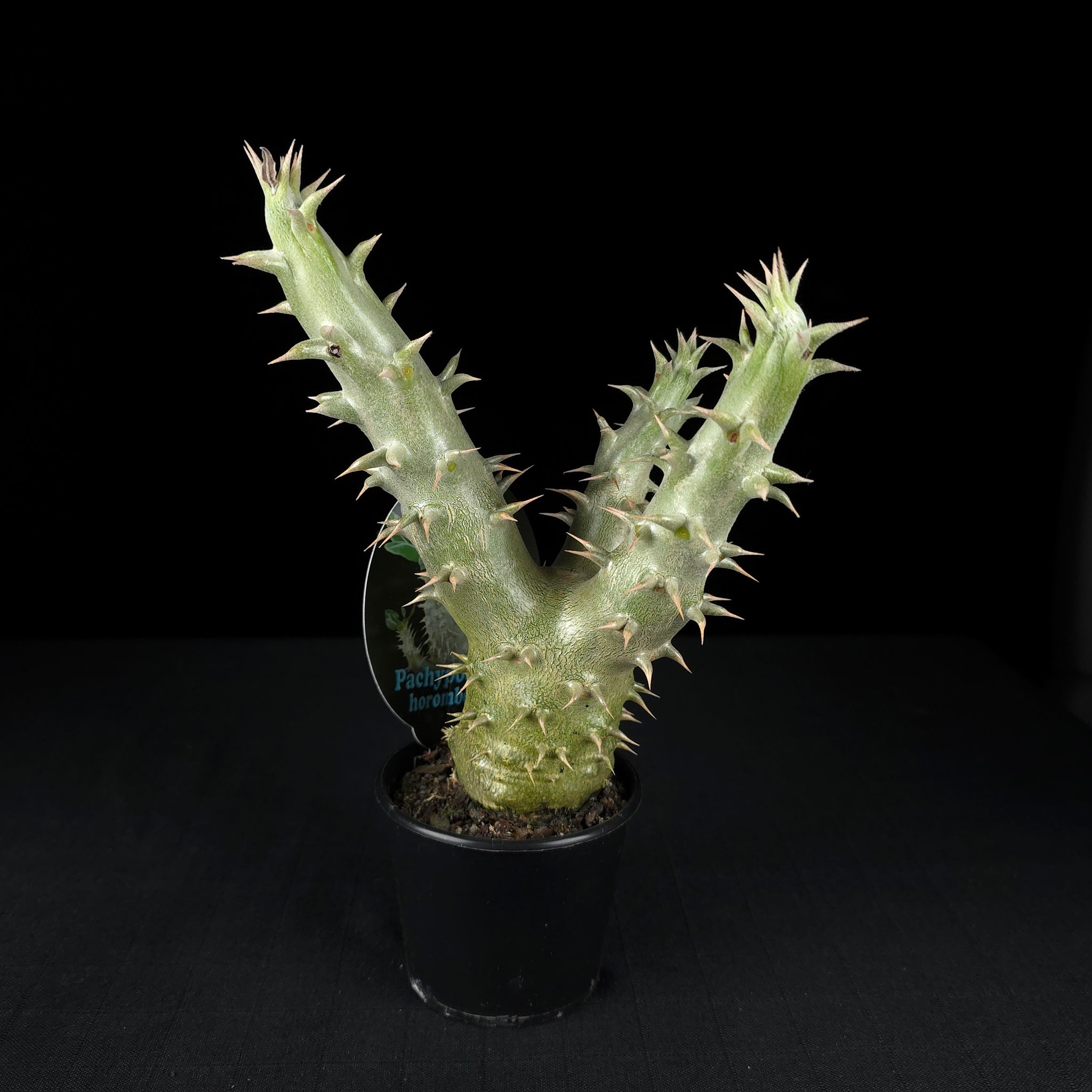 Pachypodium horombense - One Off Specials