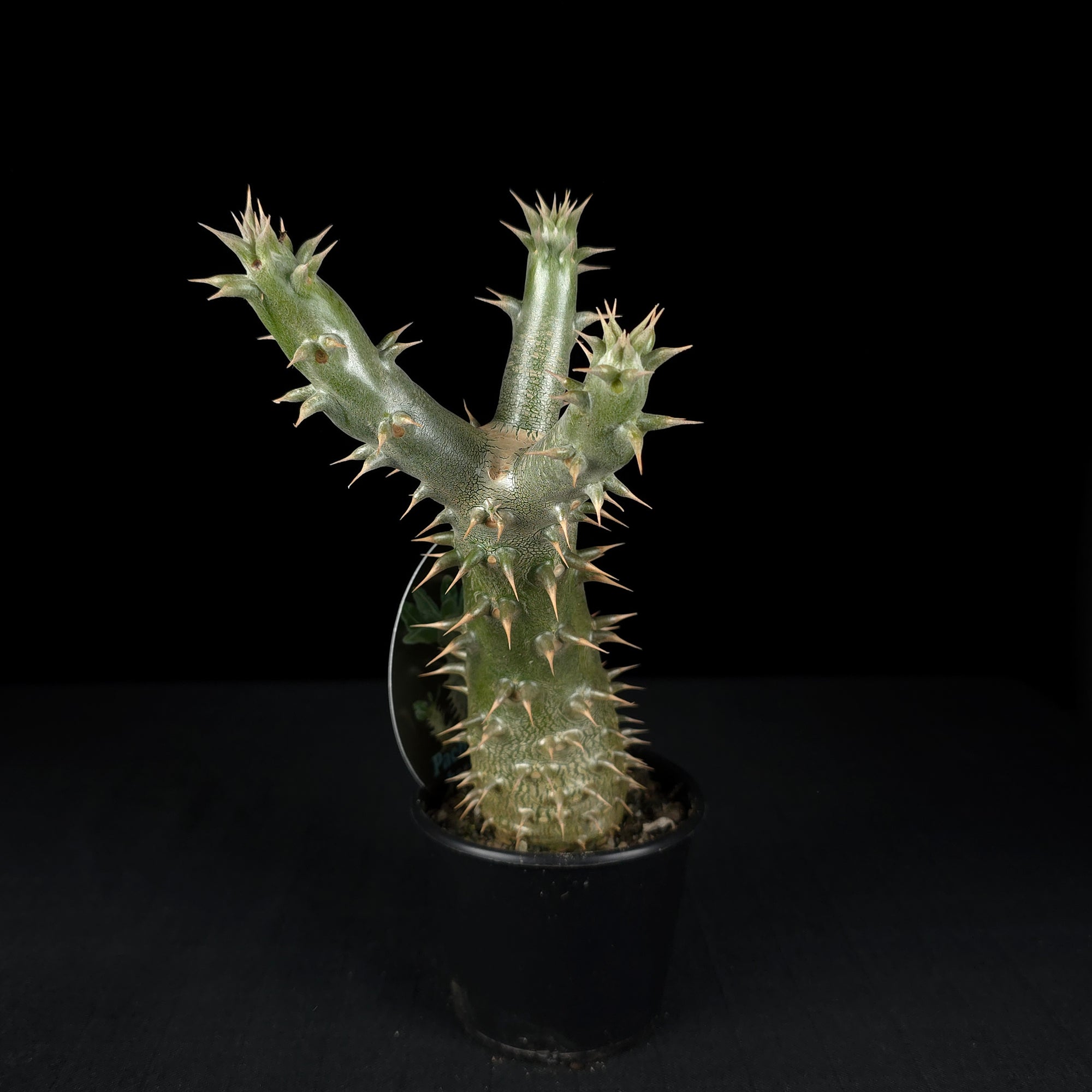 Pachypodium horombense - One Off Specials