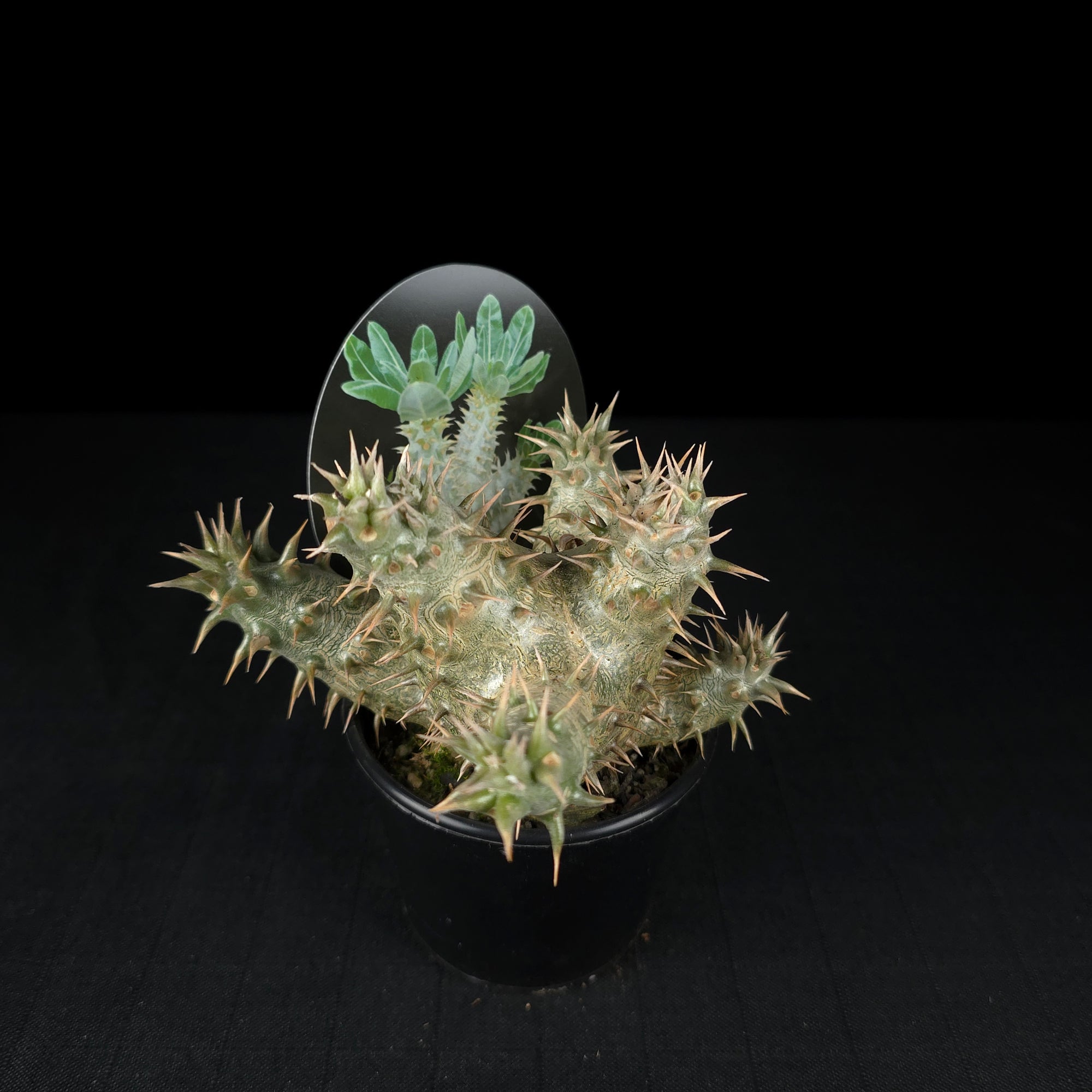 Pachypodium horombense - One Off Specials