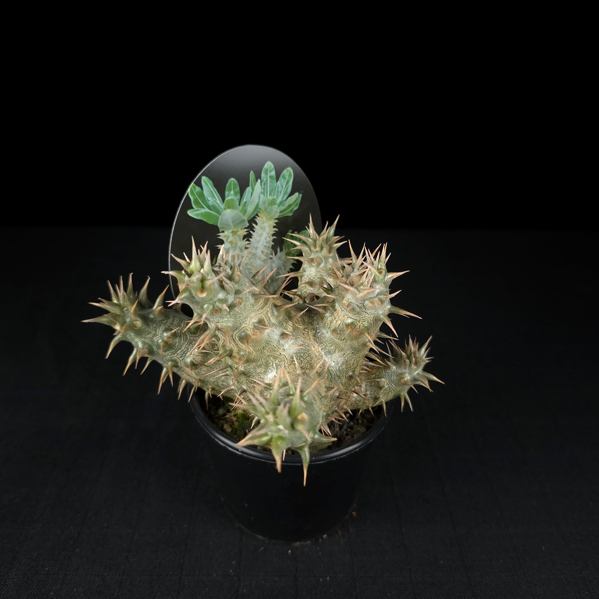Pachypodium horombense - One Off Specials