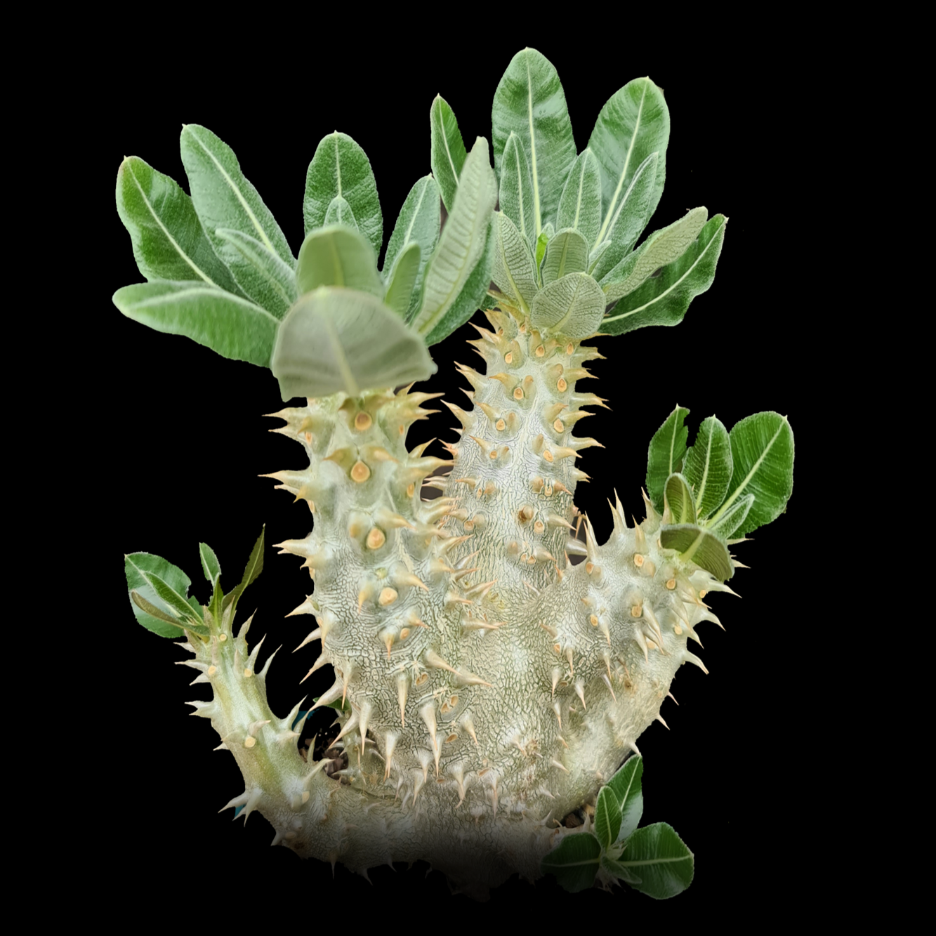 A Pachypodium horombense succulent with swollen, spiny stem and green foliage against a black background.