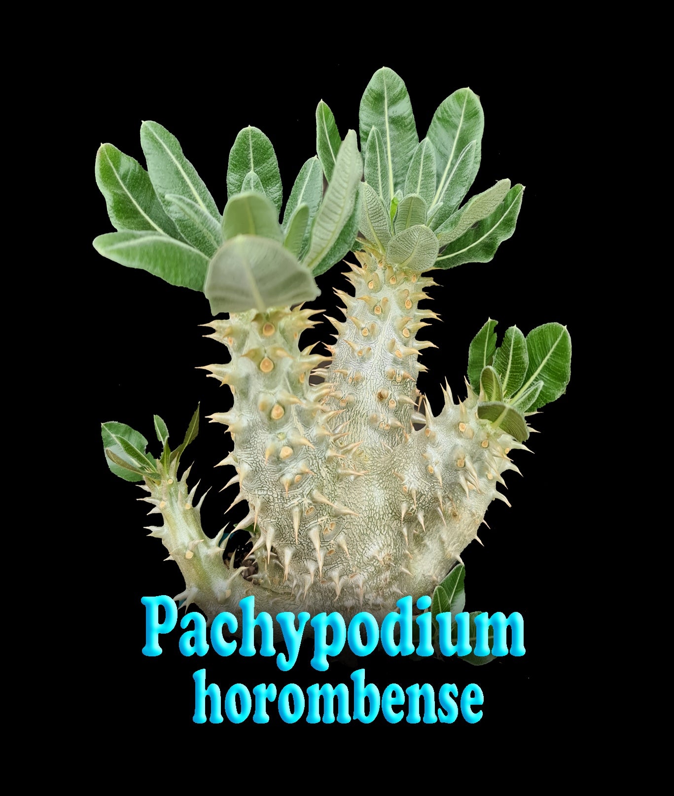 Pachypodium horombense larger