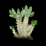 Pachypodium horombense - Compact Madagascar Succulent