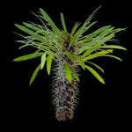 Pachypodium lamerei