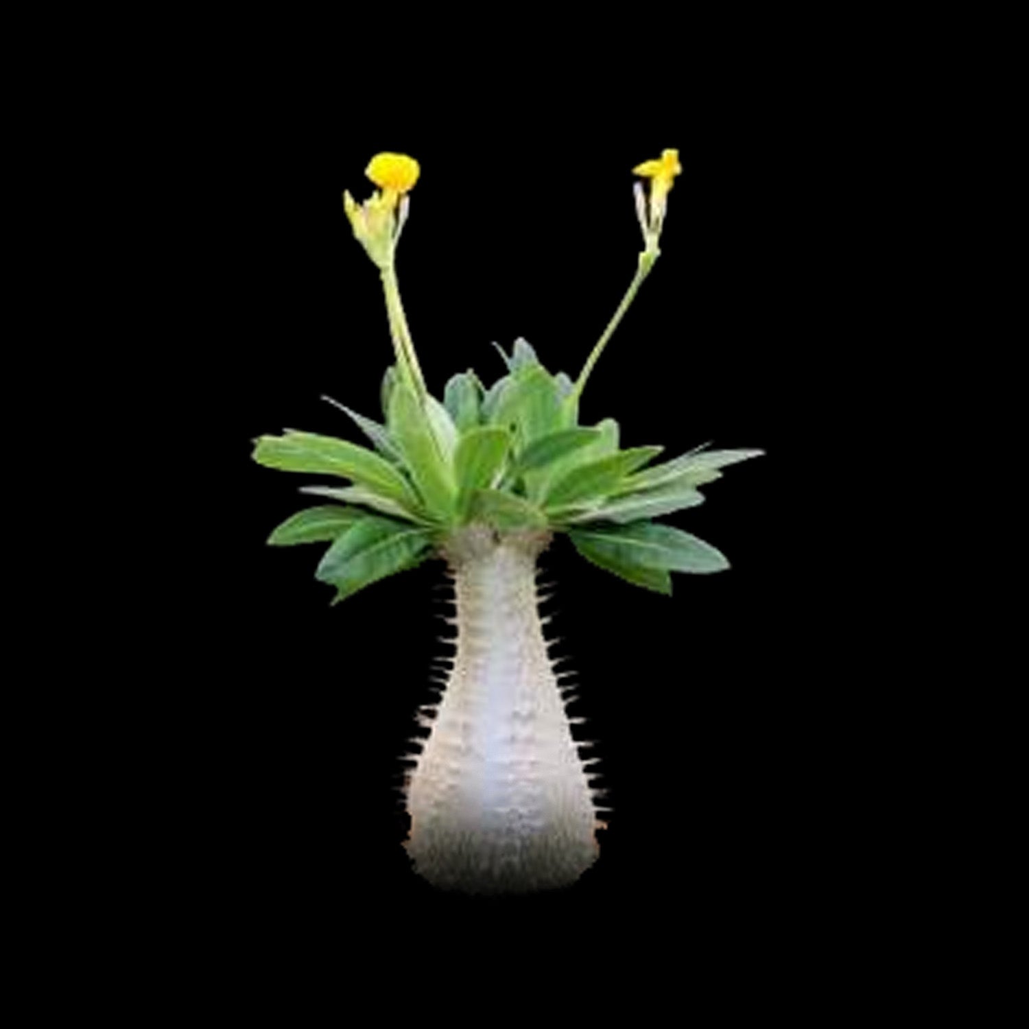 Pachypodium rosulatum – Elephant's Foot Plant