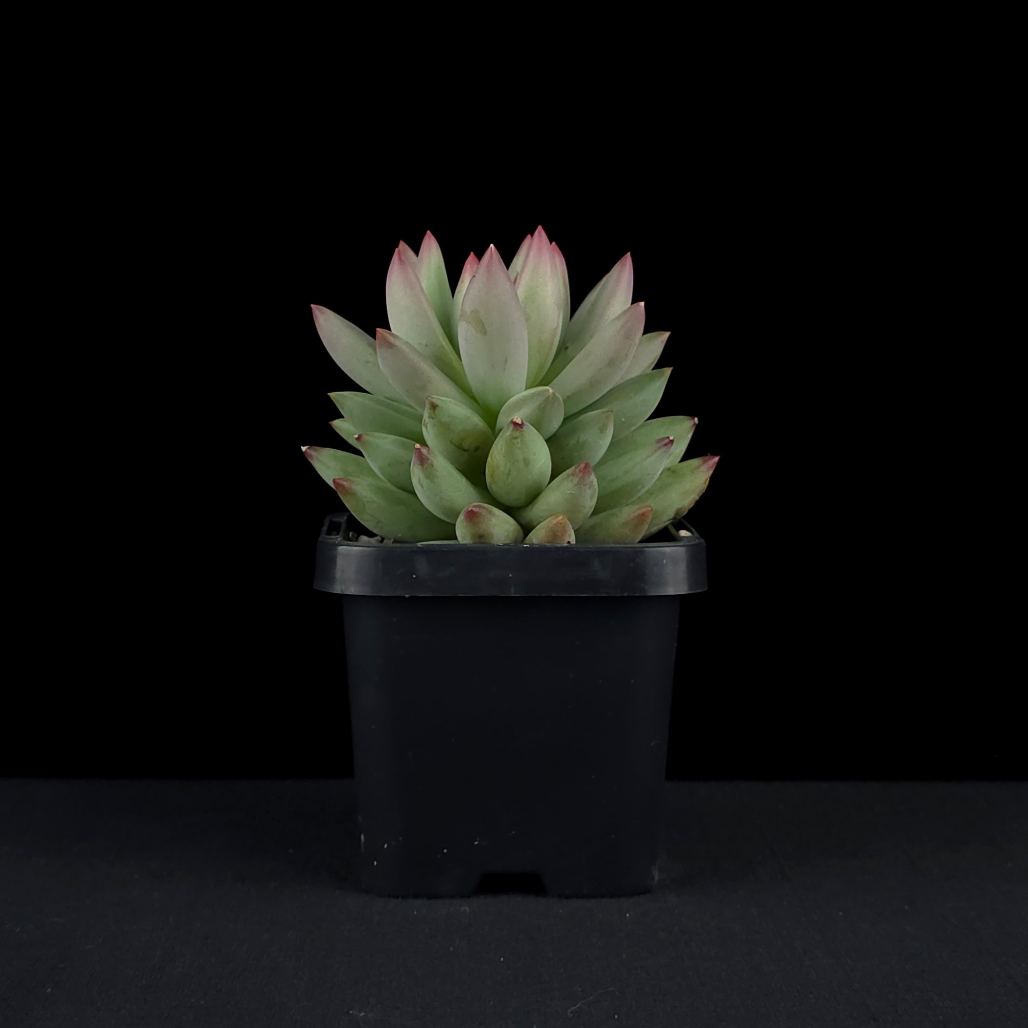 Pachyveria 'Angels Finger'