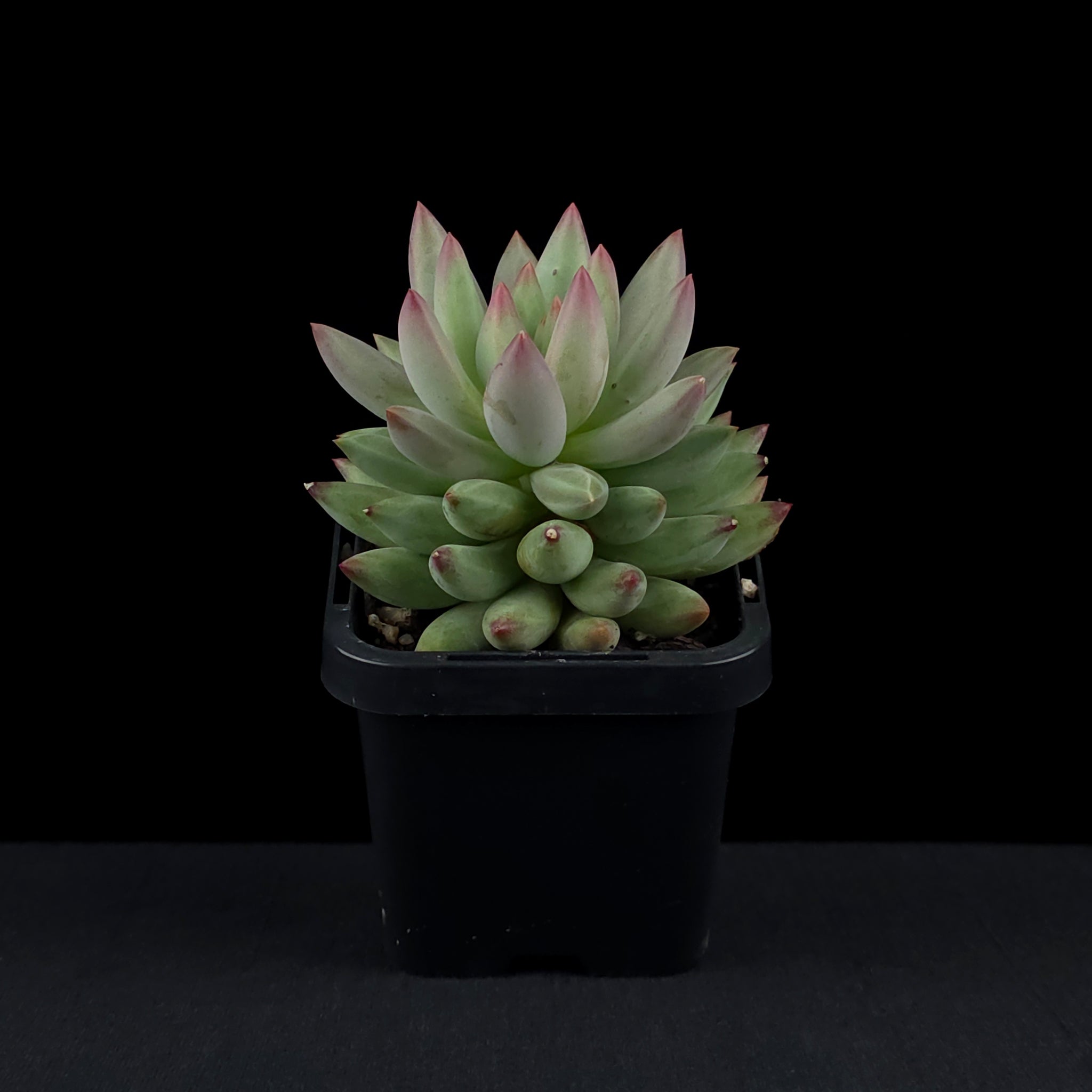 Pachyveria 'Angels Finger'