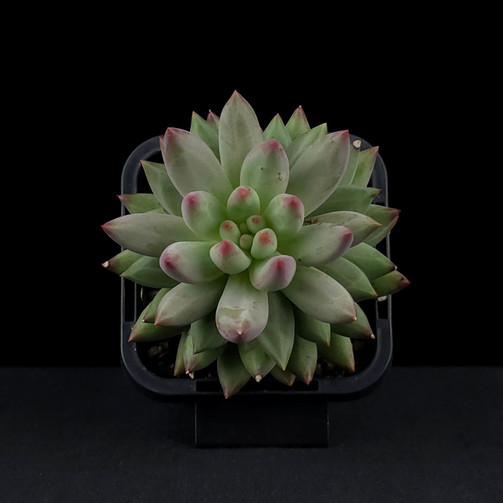 Pachyveria 'Angels Finger'