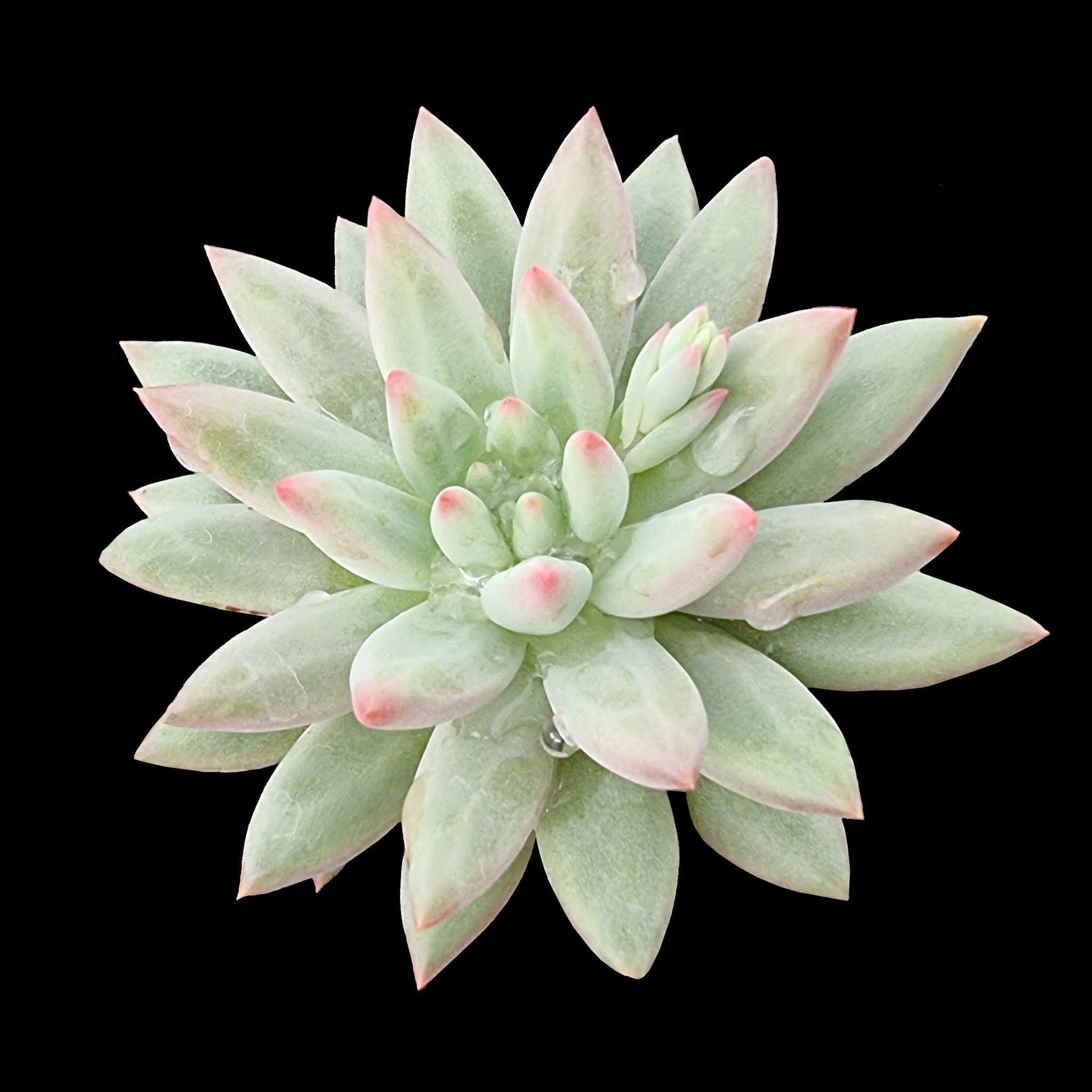 Pachyveria 'Angels Finger'