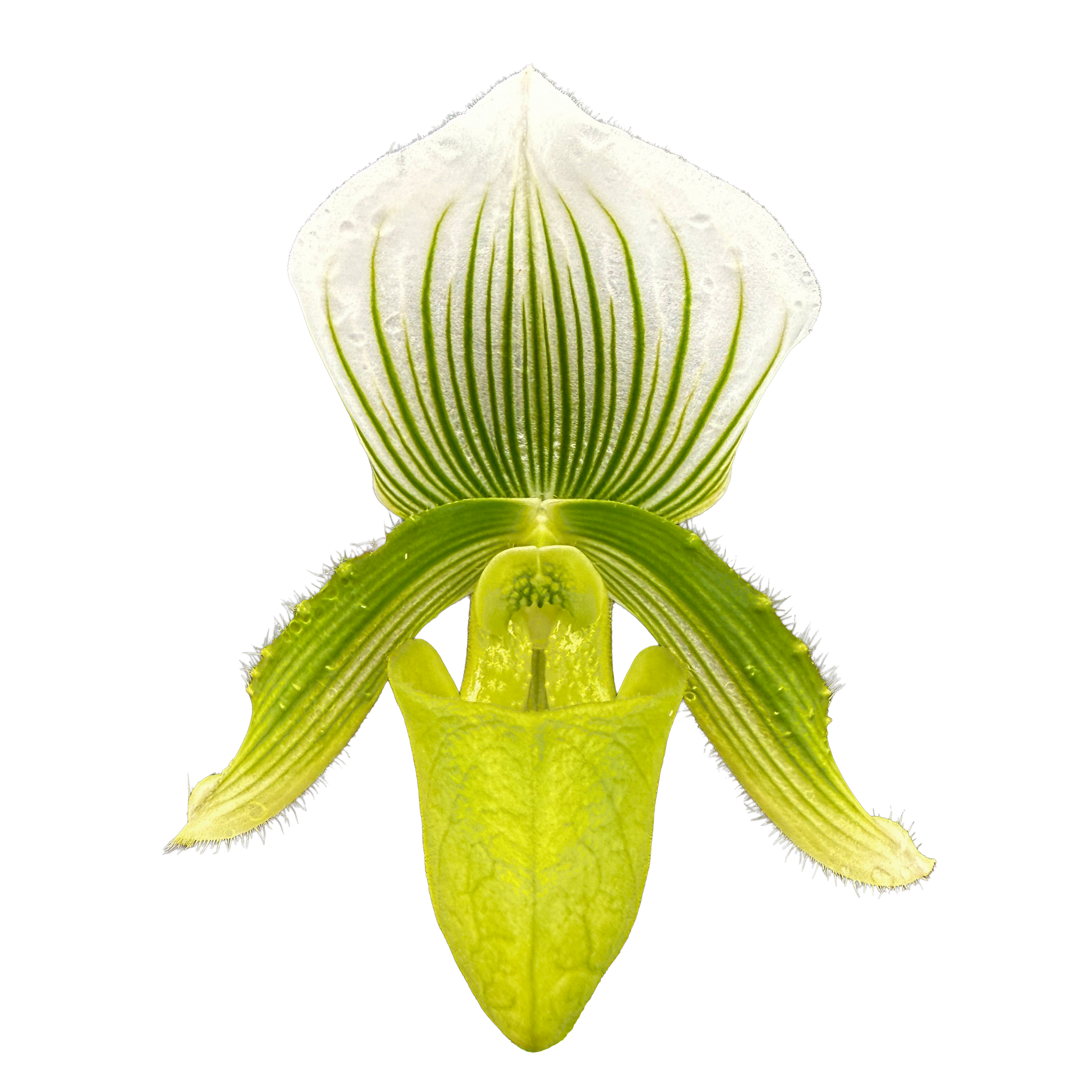 Paphiopedilum Hsinying Citron 'Account'