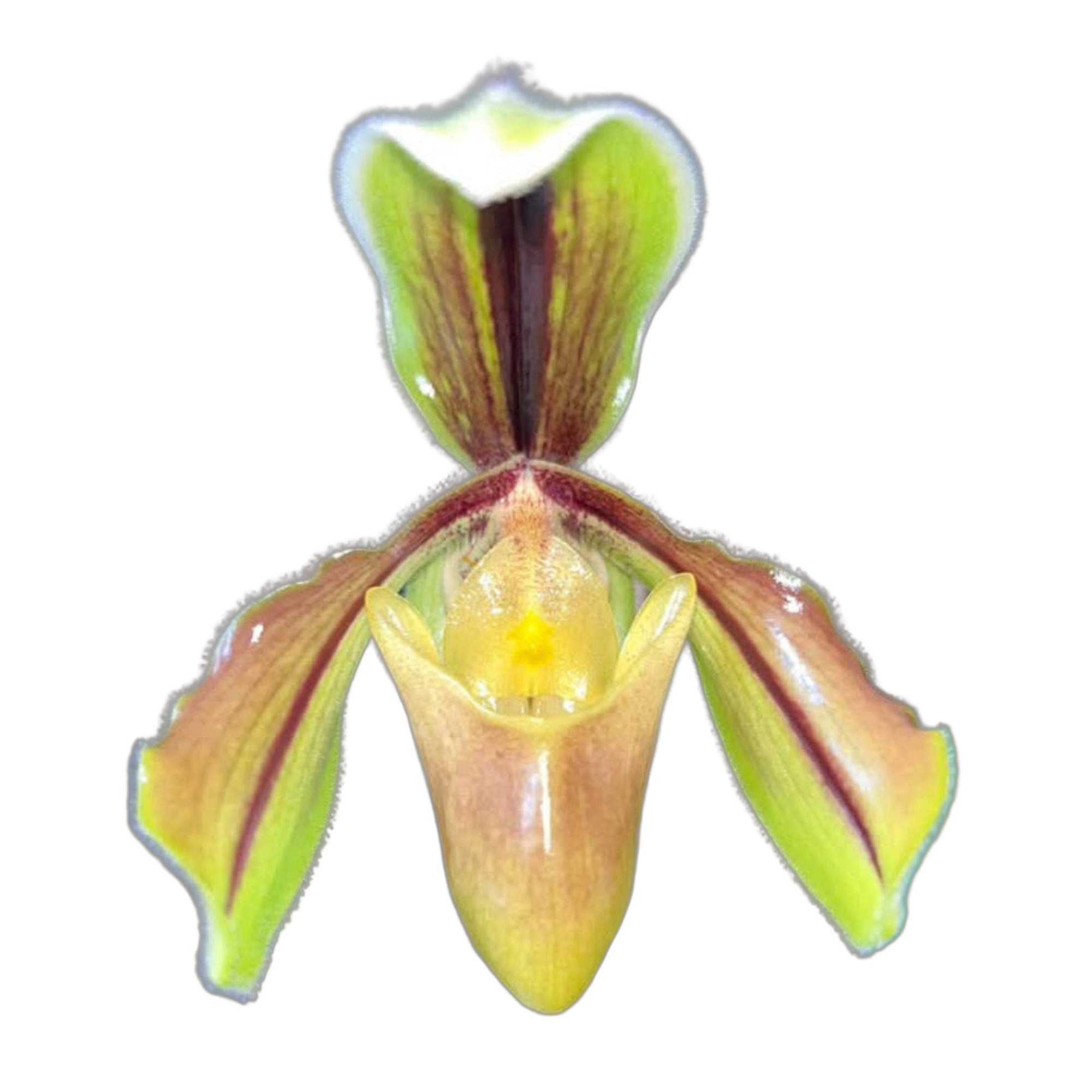 Paphiopedilum villosum