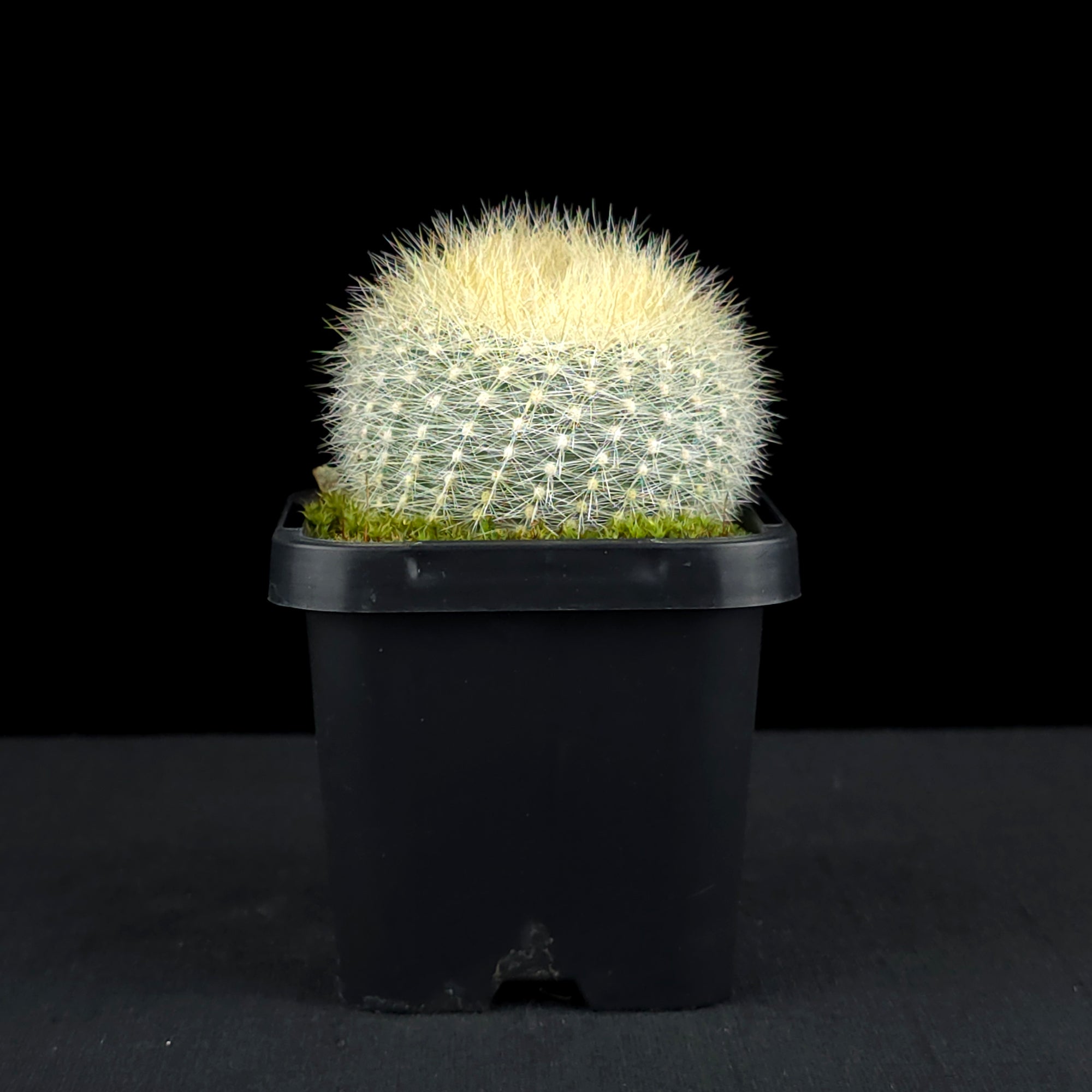 Parodia haselbergii - Scarlet Ball Cactus