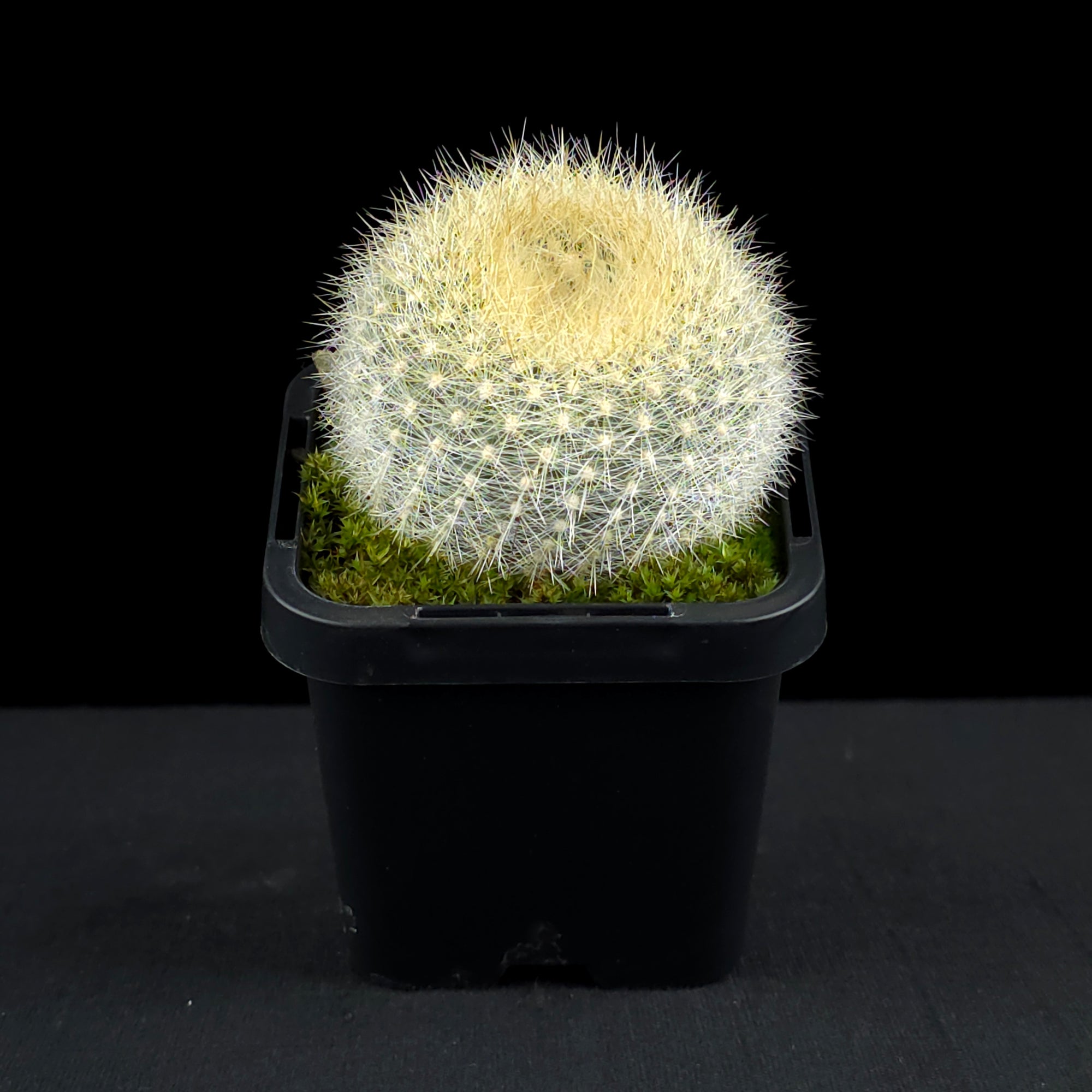 Parodia haselbergii - Scarlet Ball Cactus