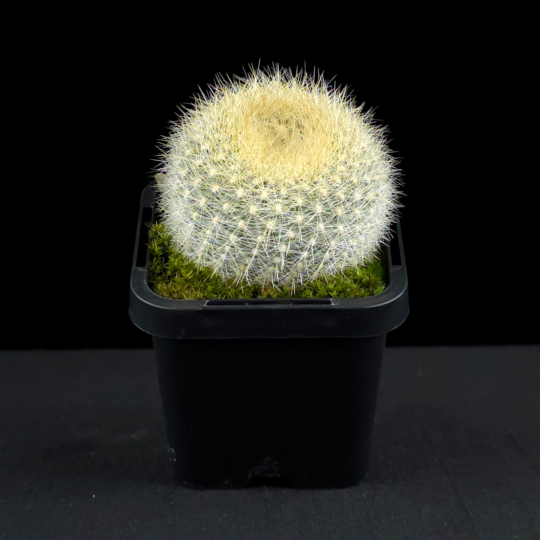 Parodia haselbergii - Scarlet Ball Cactus