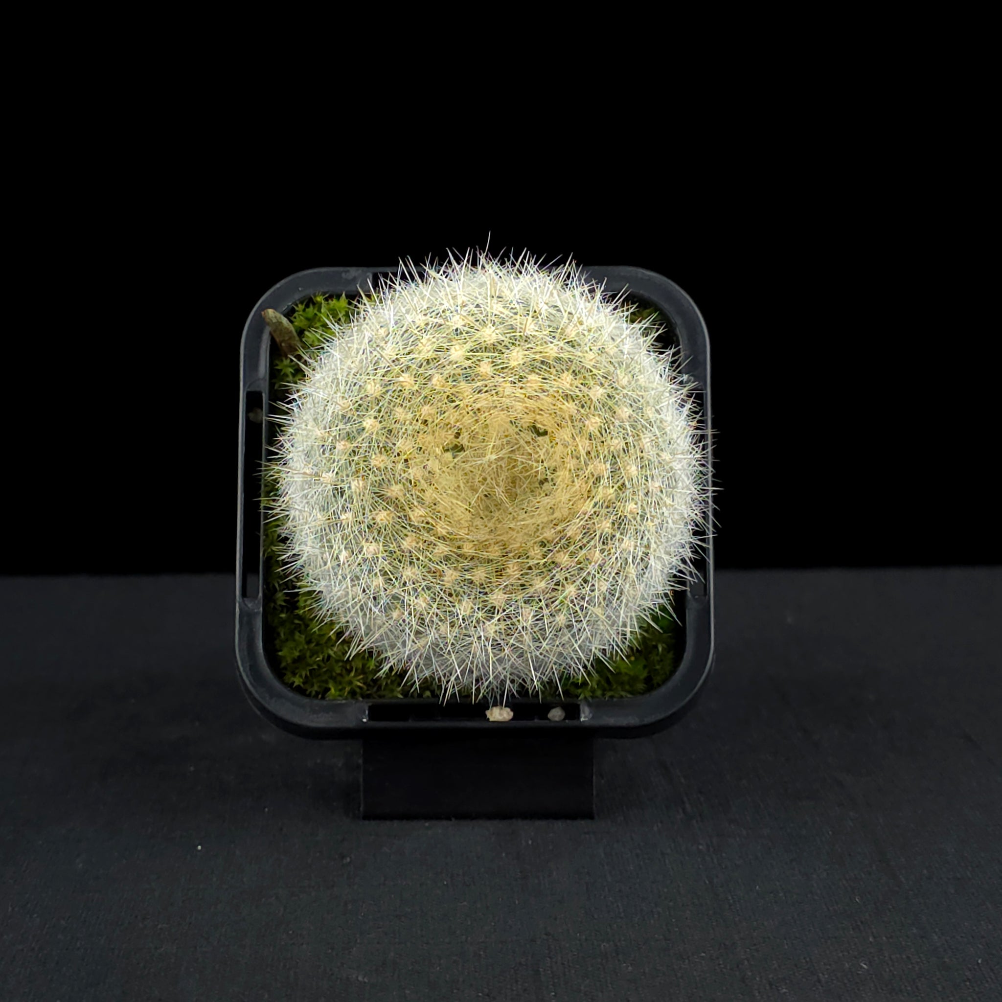 Parodia haselbergii - Scarlet Ball Cactus