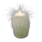 Parodia leninghausii f. albispina