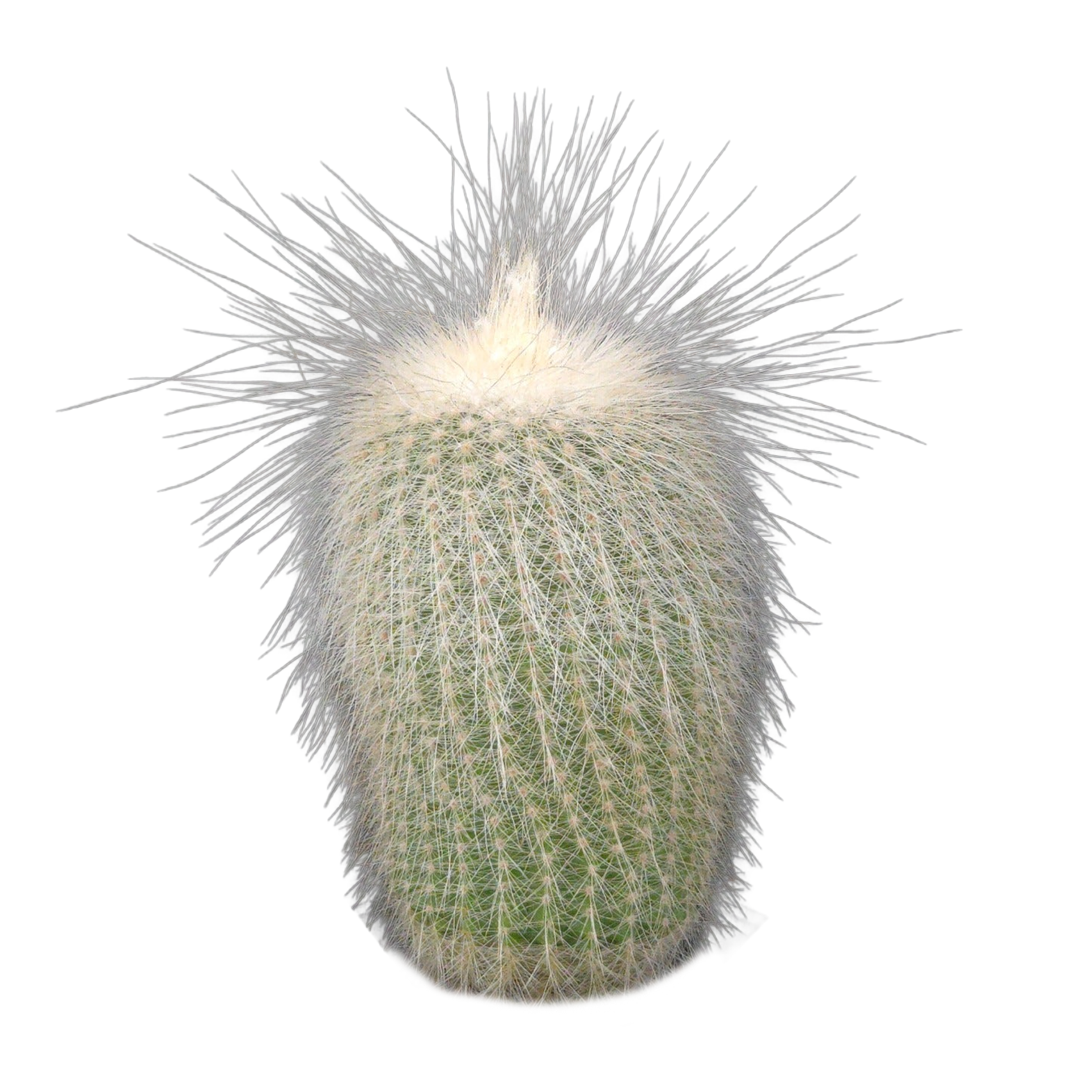 Parodia leninghausii f. albispina