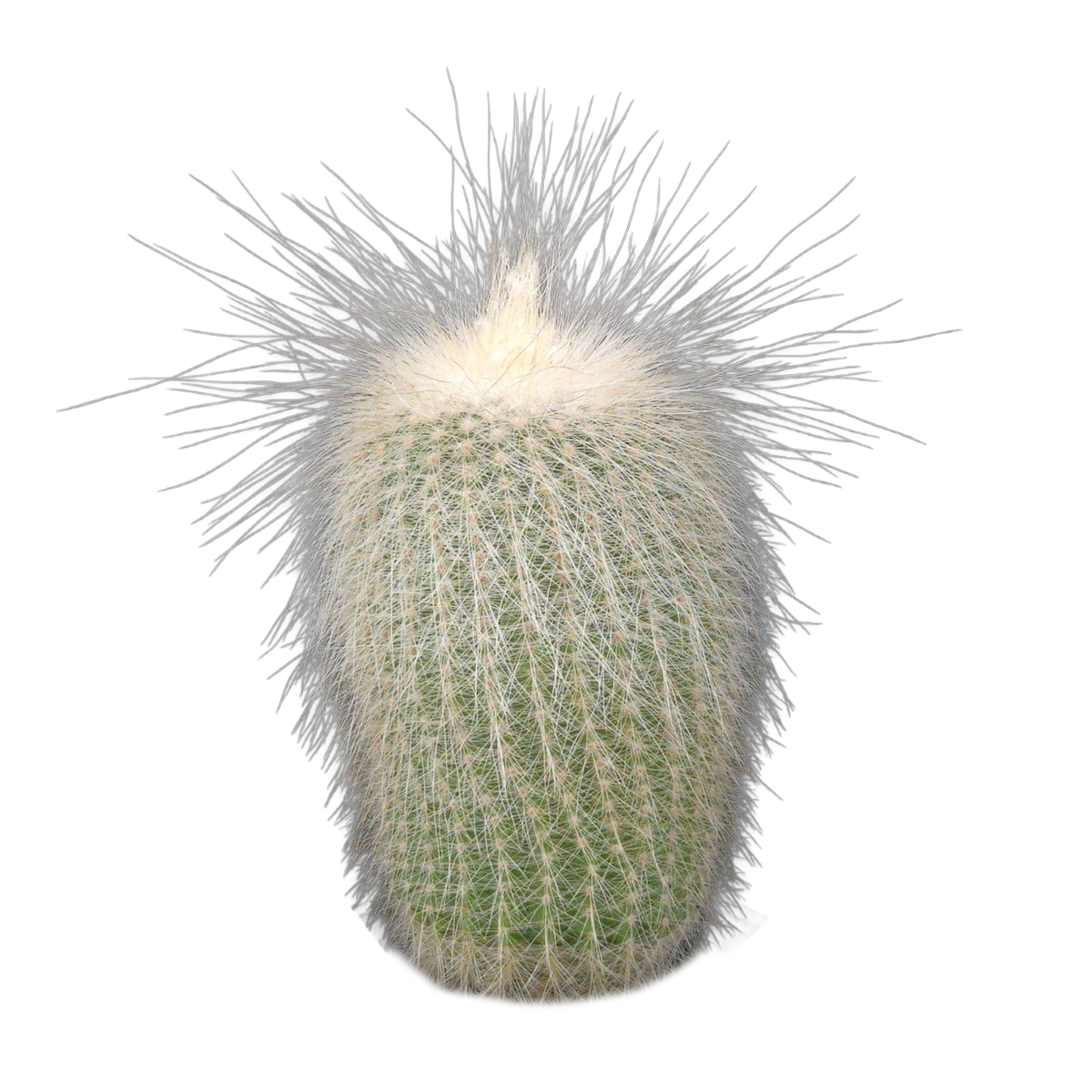 Parodia leninghausii f. albispina