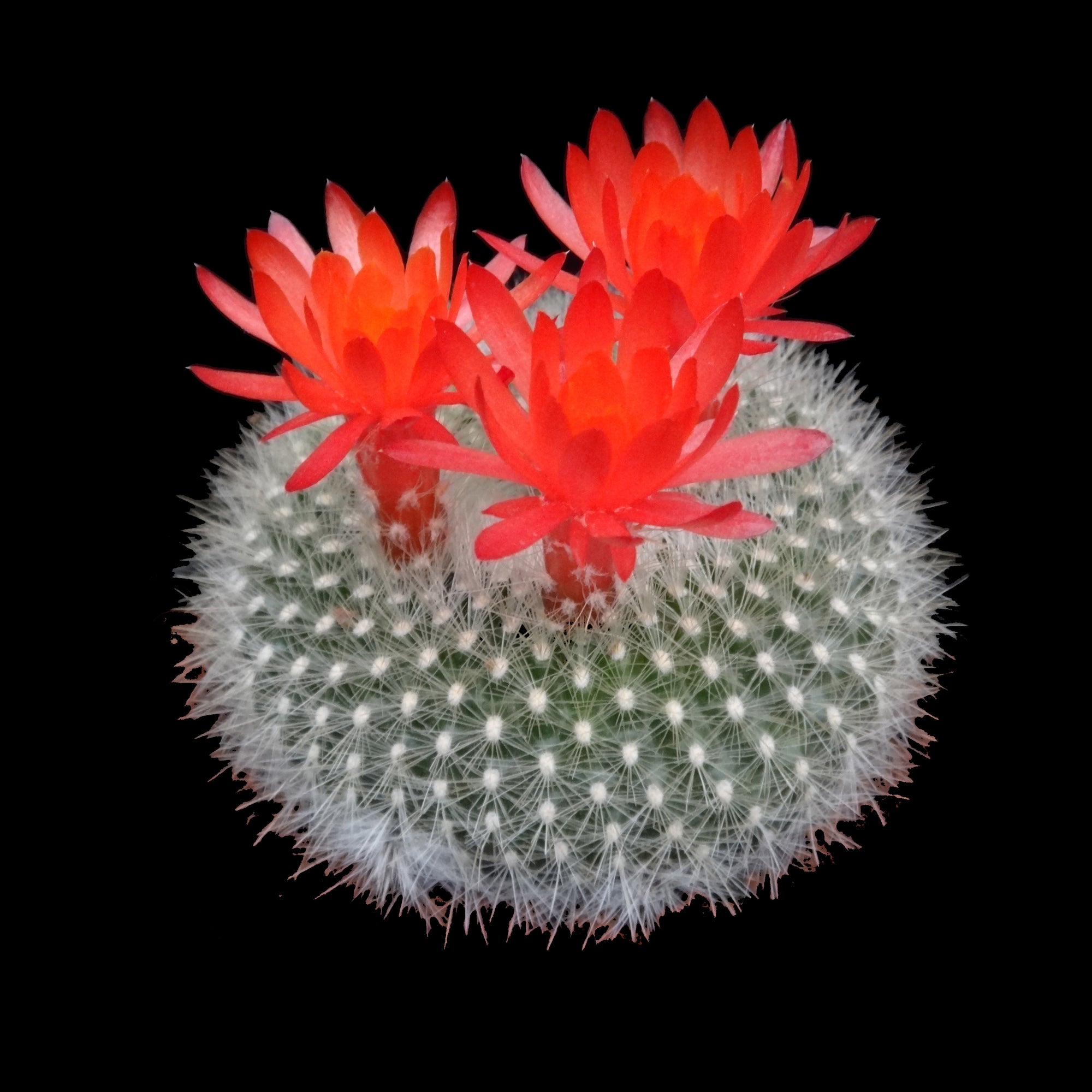 Parodia haselbergii