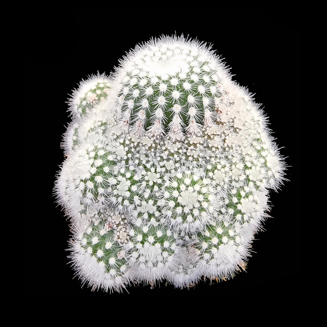 Parodia scopa var. minima