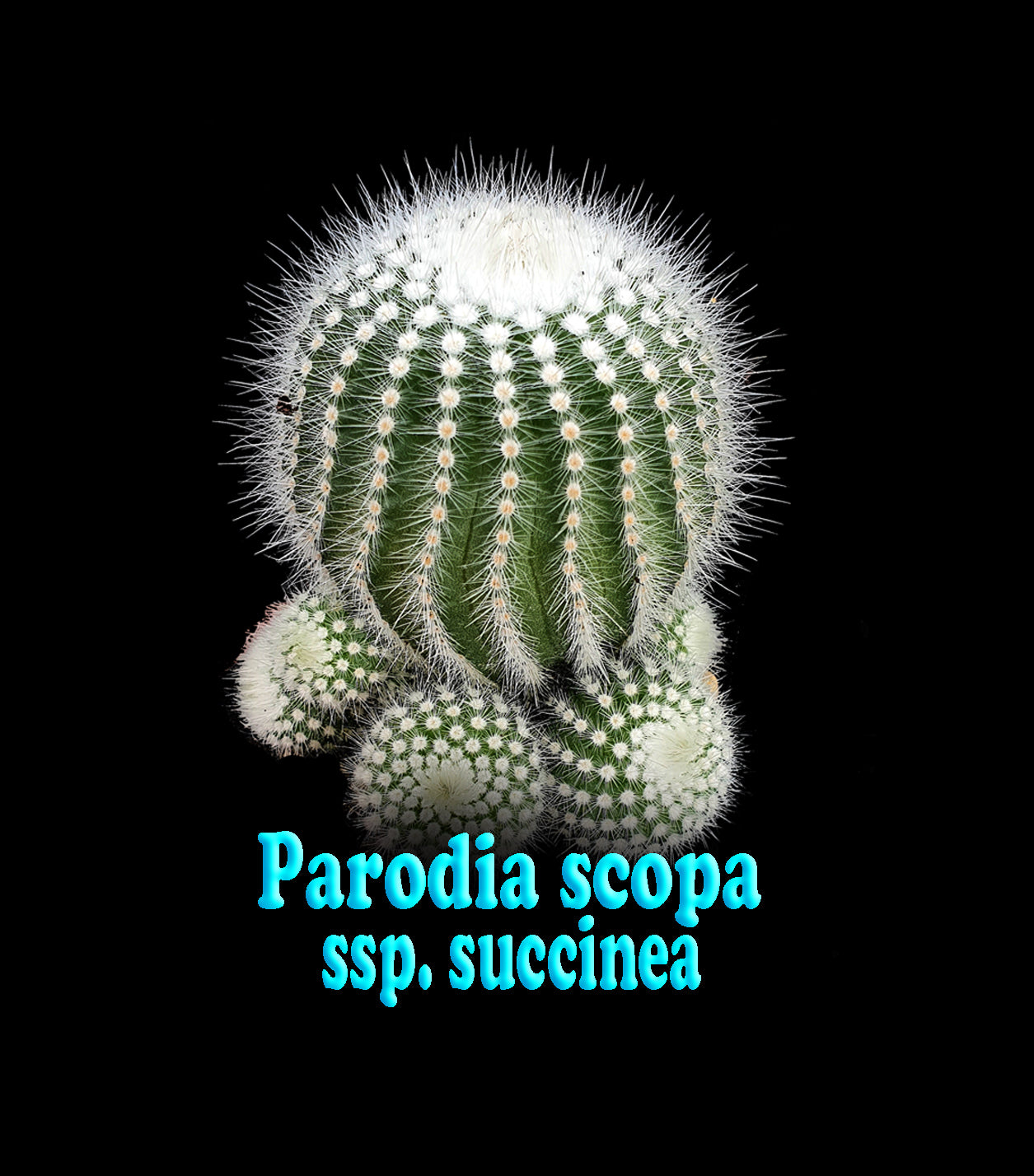 Parodia scopa albispina var. succinea