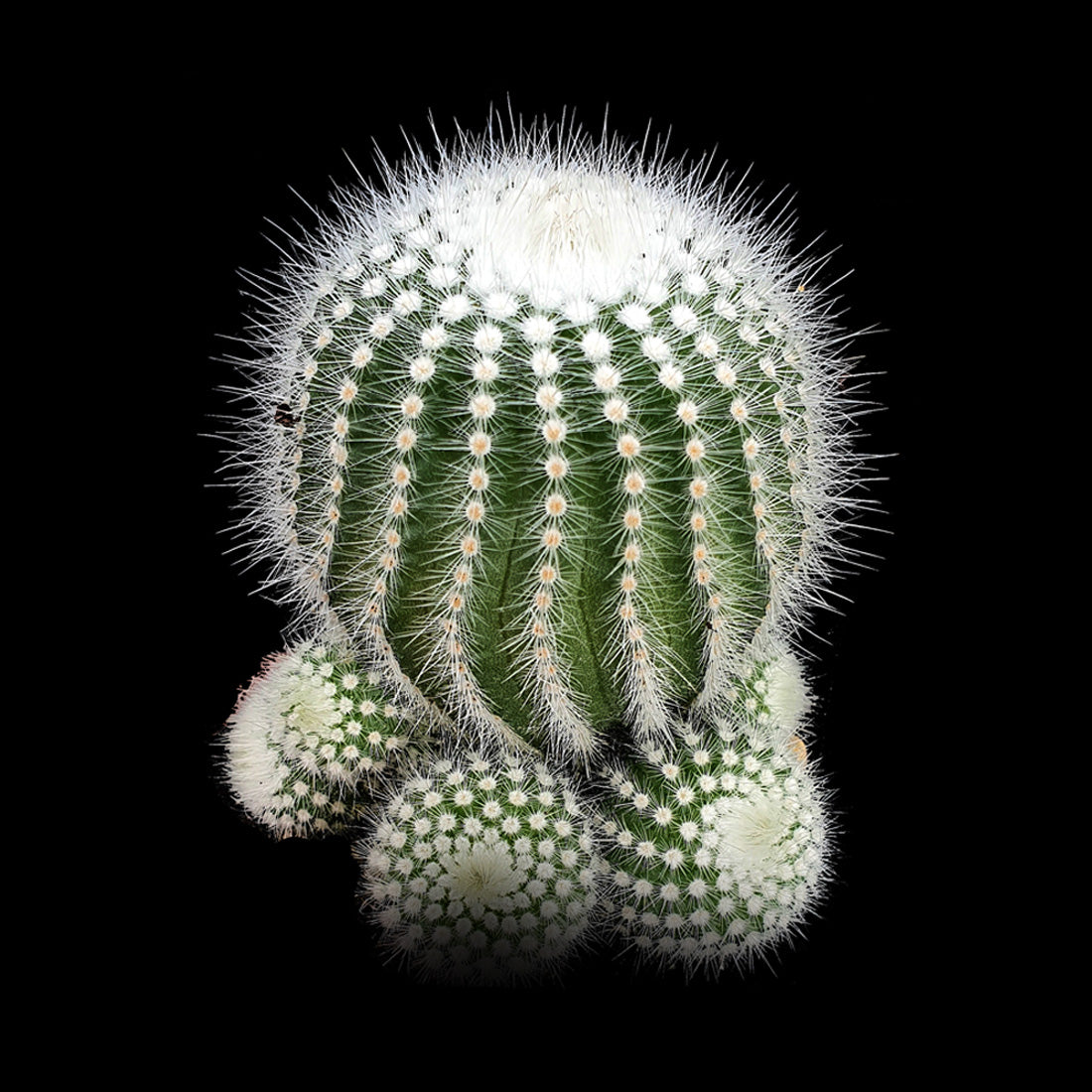 Parodia scopa albispina var. succinea