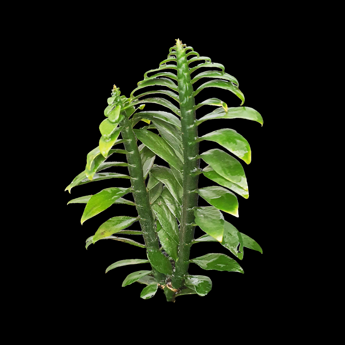 Pedilanthus tithymaloides Nana 'Dwarf Devil's Backbone' - Unique Zigzag Plant with Colorful Foliage