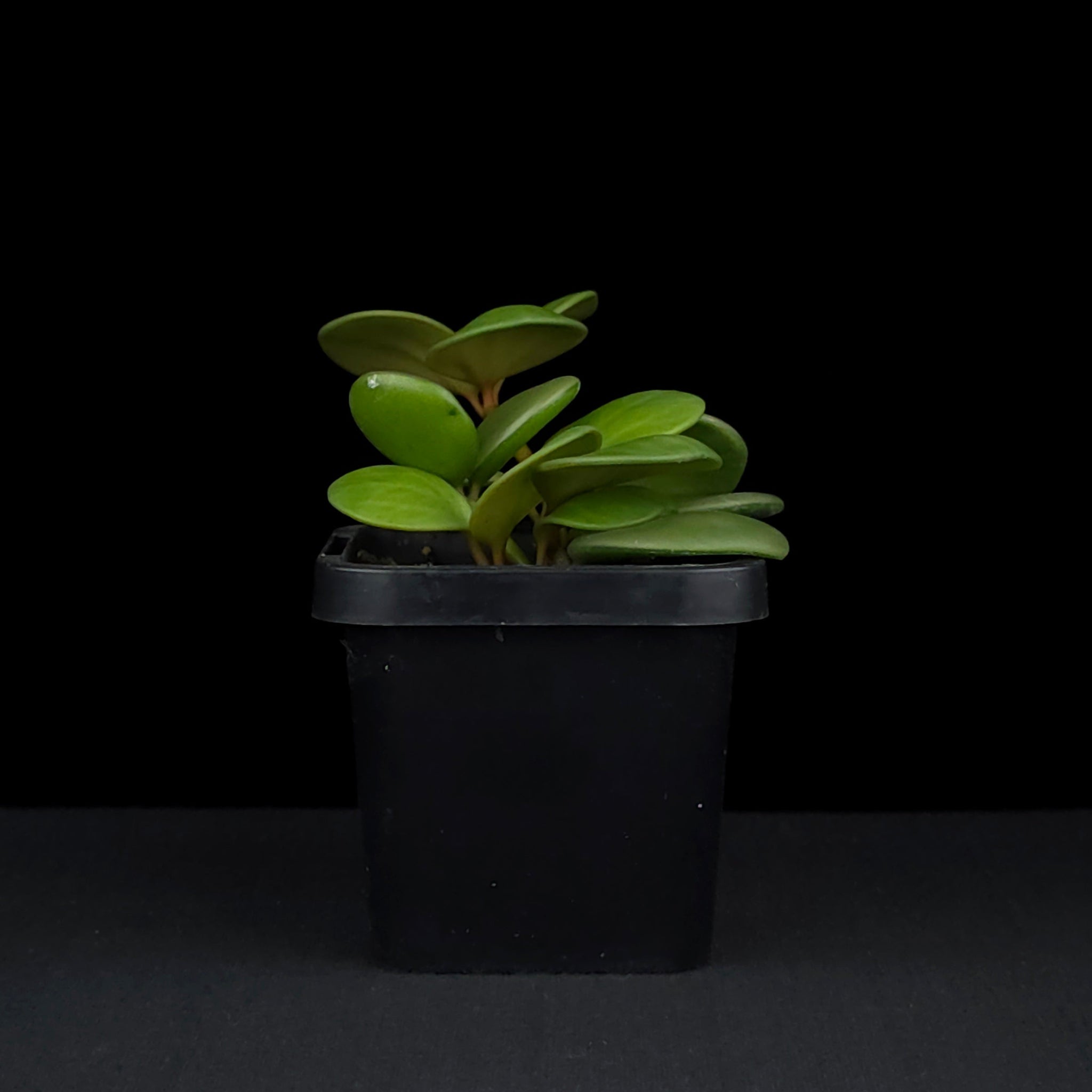 Peperomia 'Hope' (WA Prohibited)