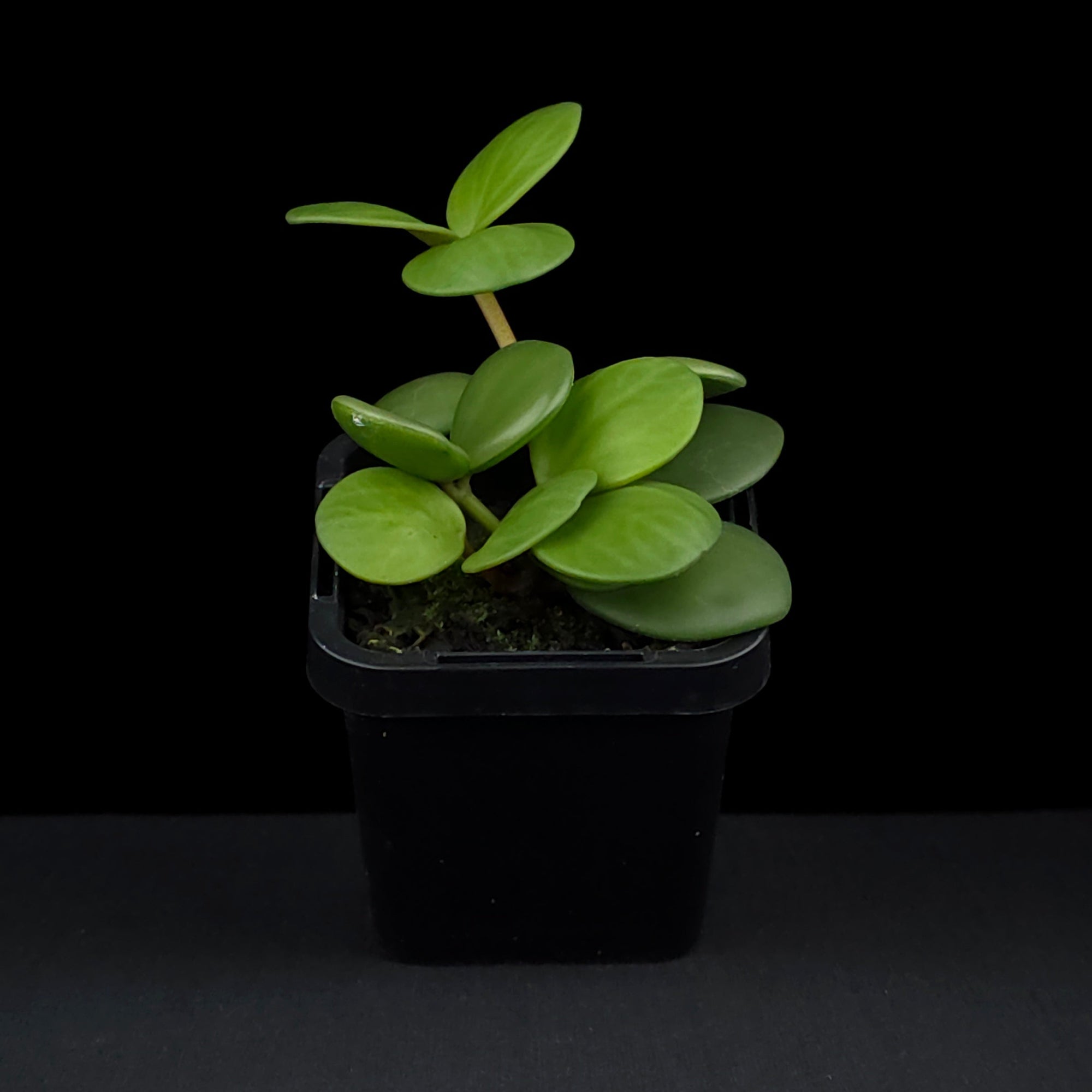 Peperomia 'Hope' (WA Prohibited)