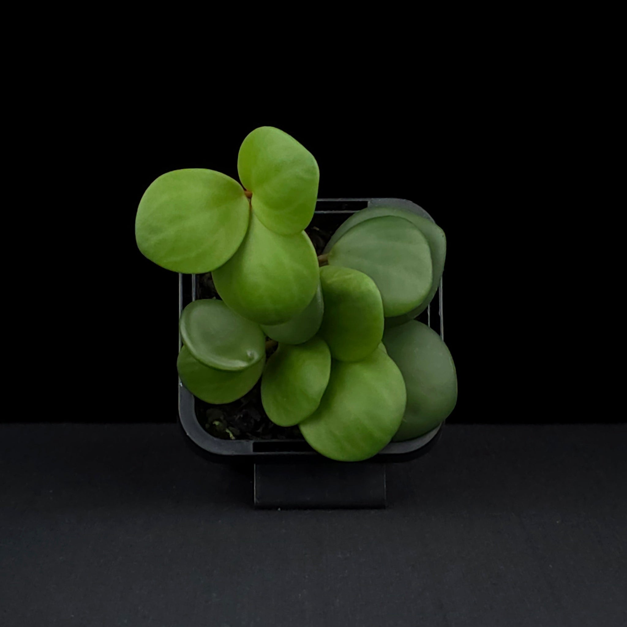 Peperomia 'Hope' (WA Prohibited)
