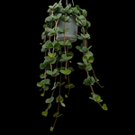 Peperomia 'Hope' (WA Prohibited)