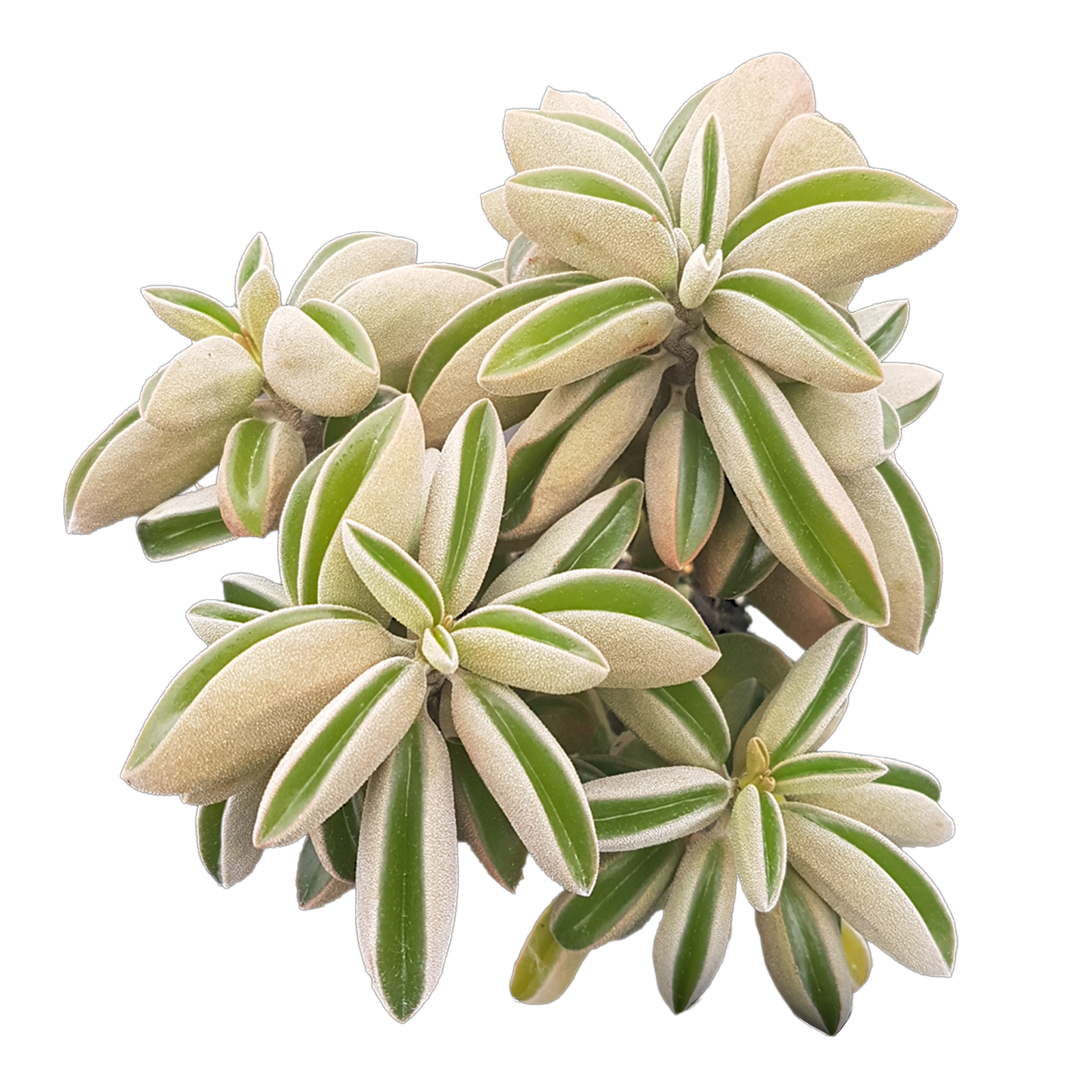 Peperomia asperula