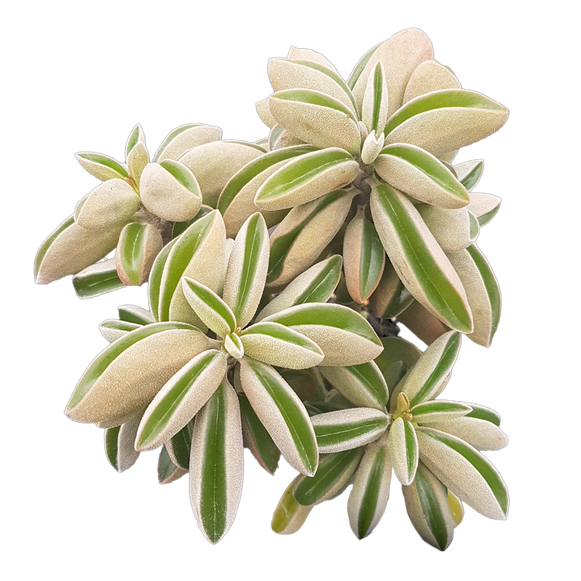Peperomia asperula