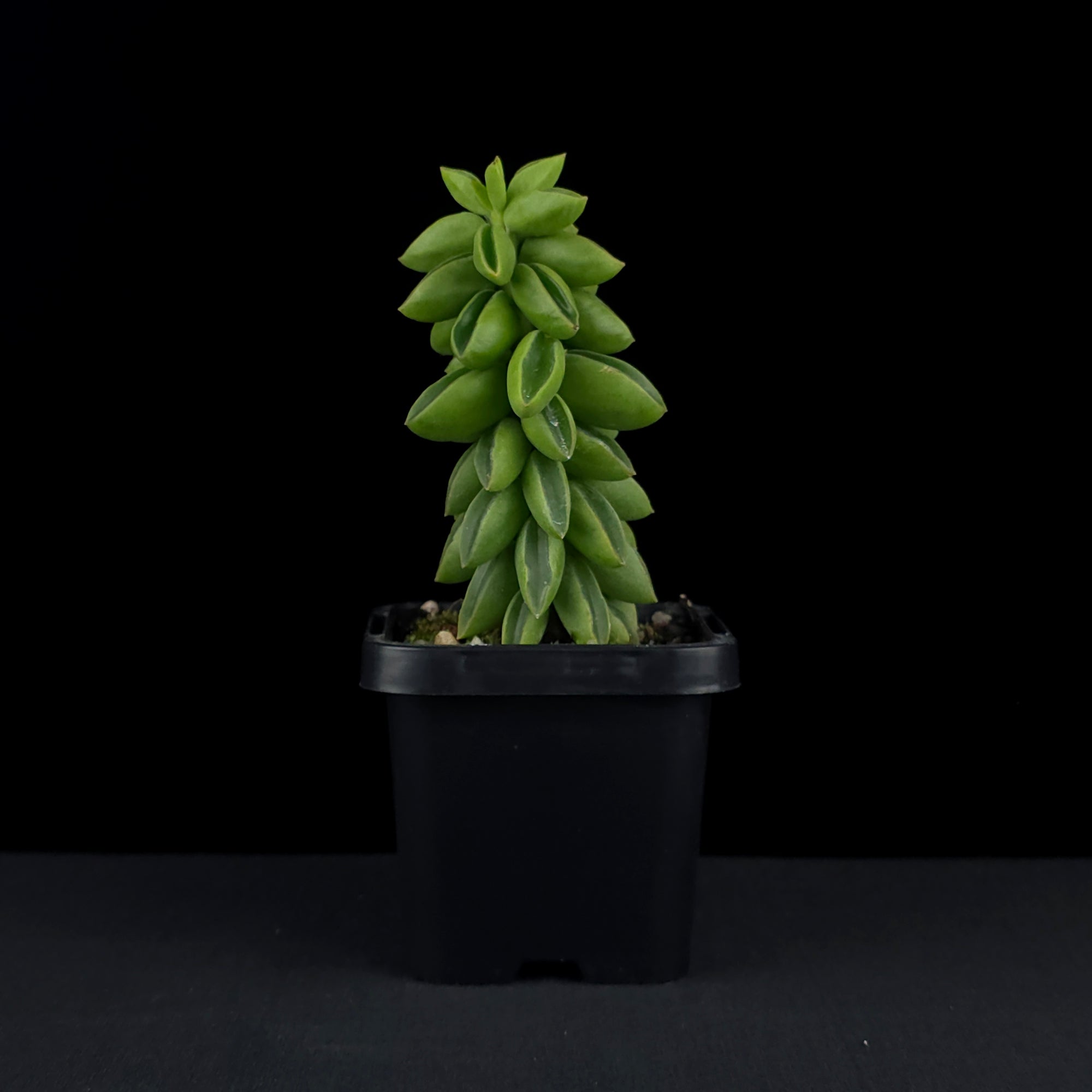Peperomia dolabriformis 'Ecuador'