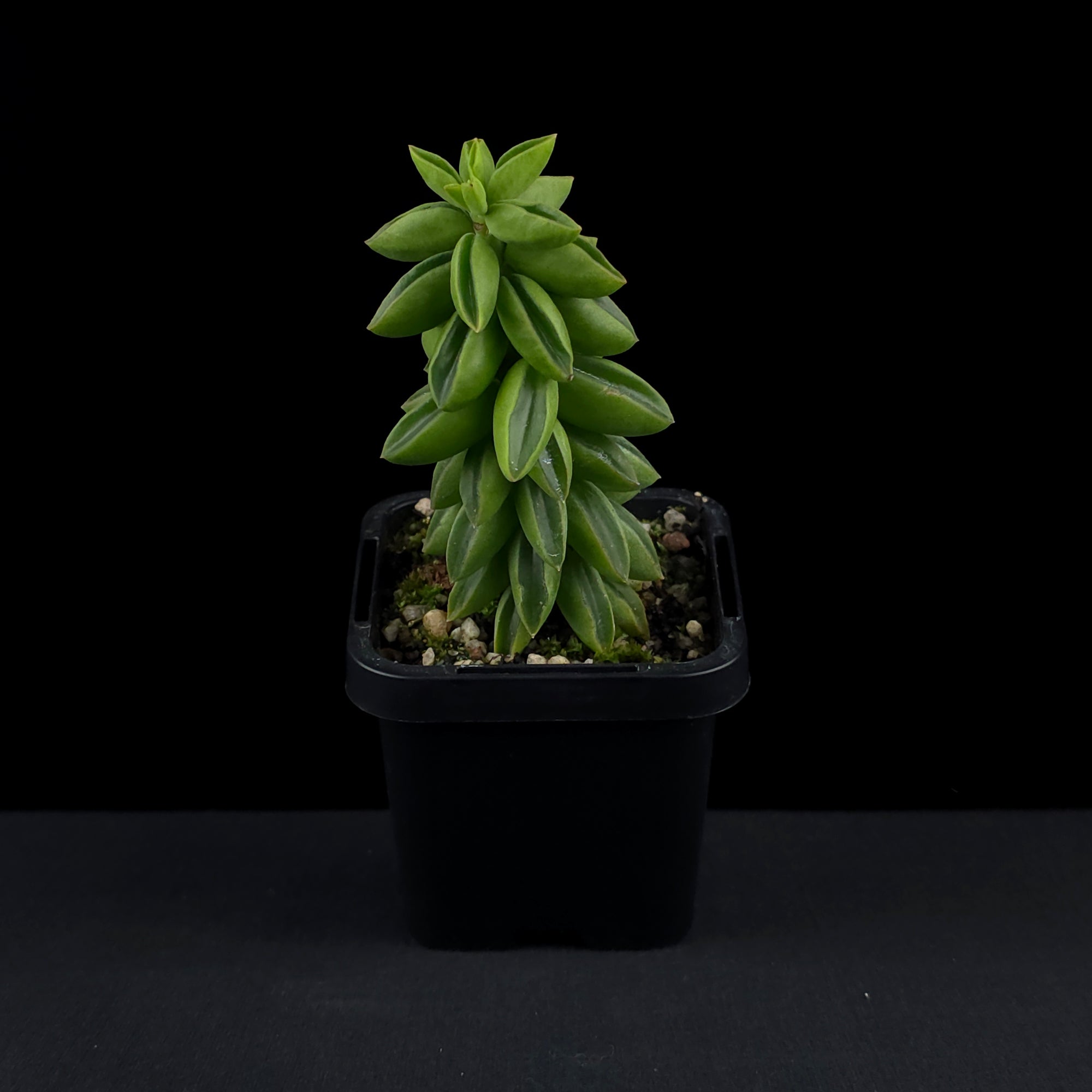 Peperomia dolabriformis 'Ecuador'