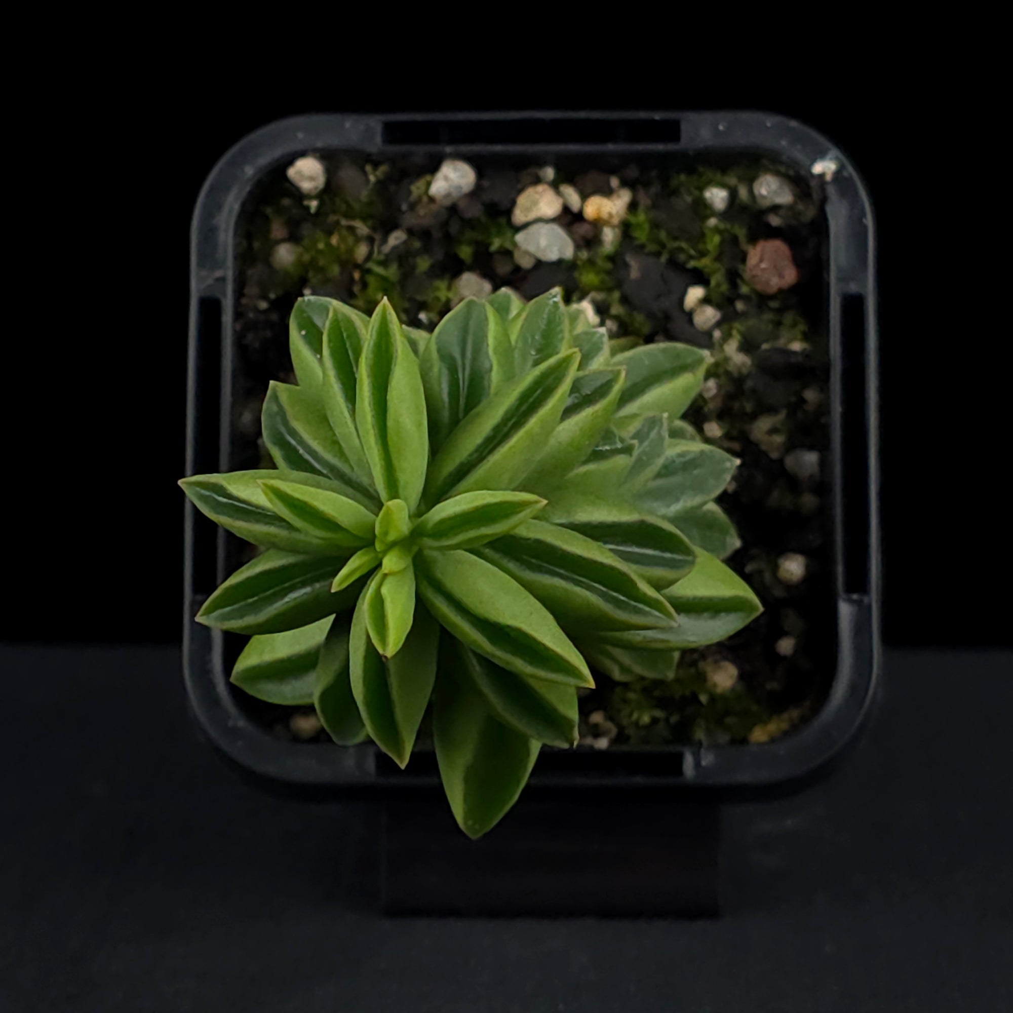 Peperomia dolabriformis 'Ecuador'