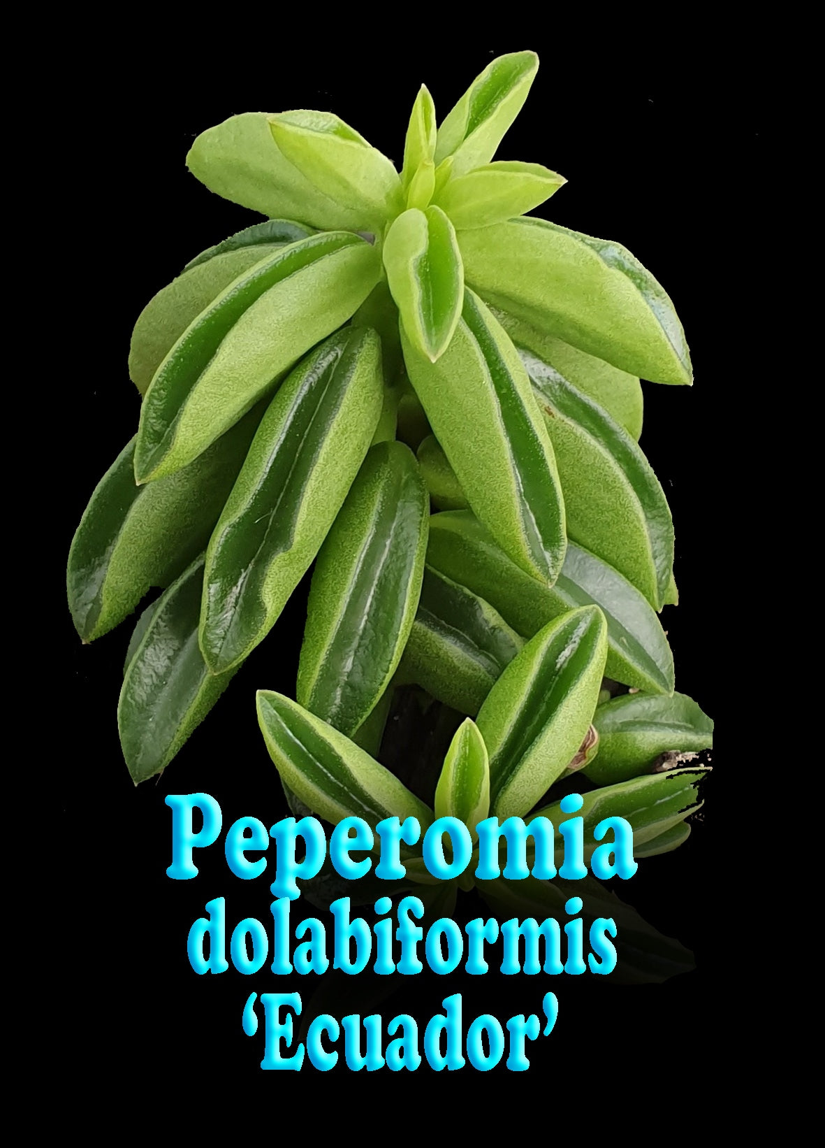 Peperomia dolabiformis 'Equador' 66mm Pot