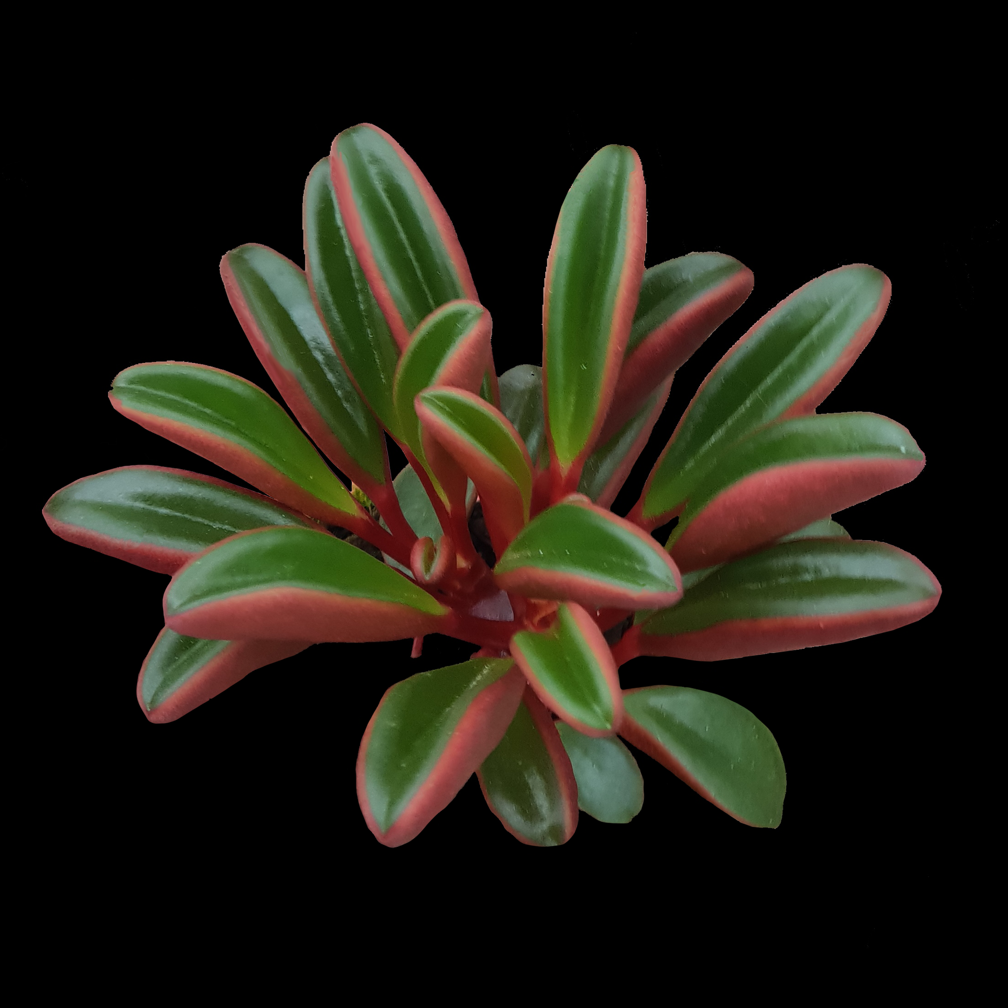 Peperomia graveolens 'Ruby Glow'