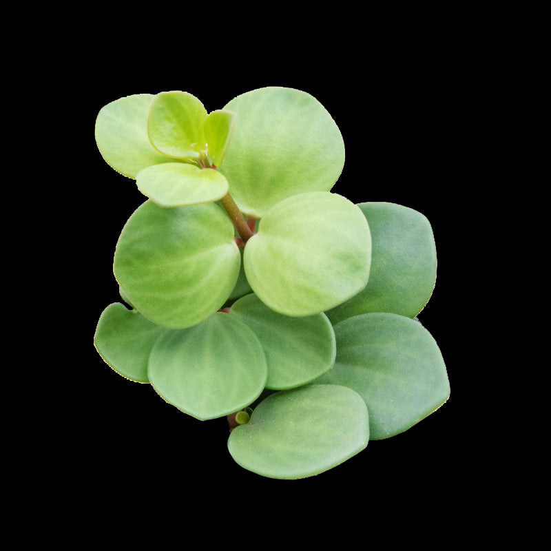Peperomia 'Hope' (WA Prohibited)