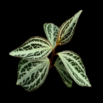 Peperomia trinervis