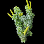 Peperomia columella