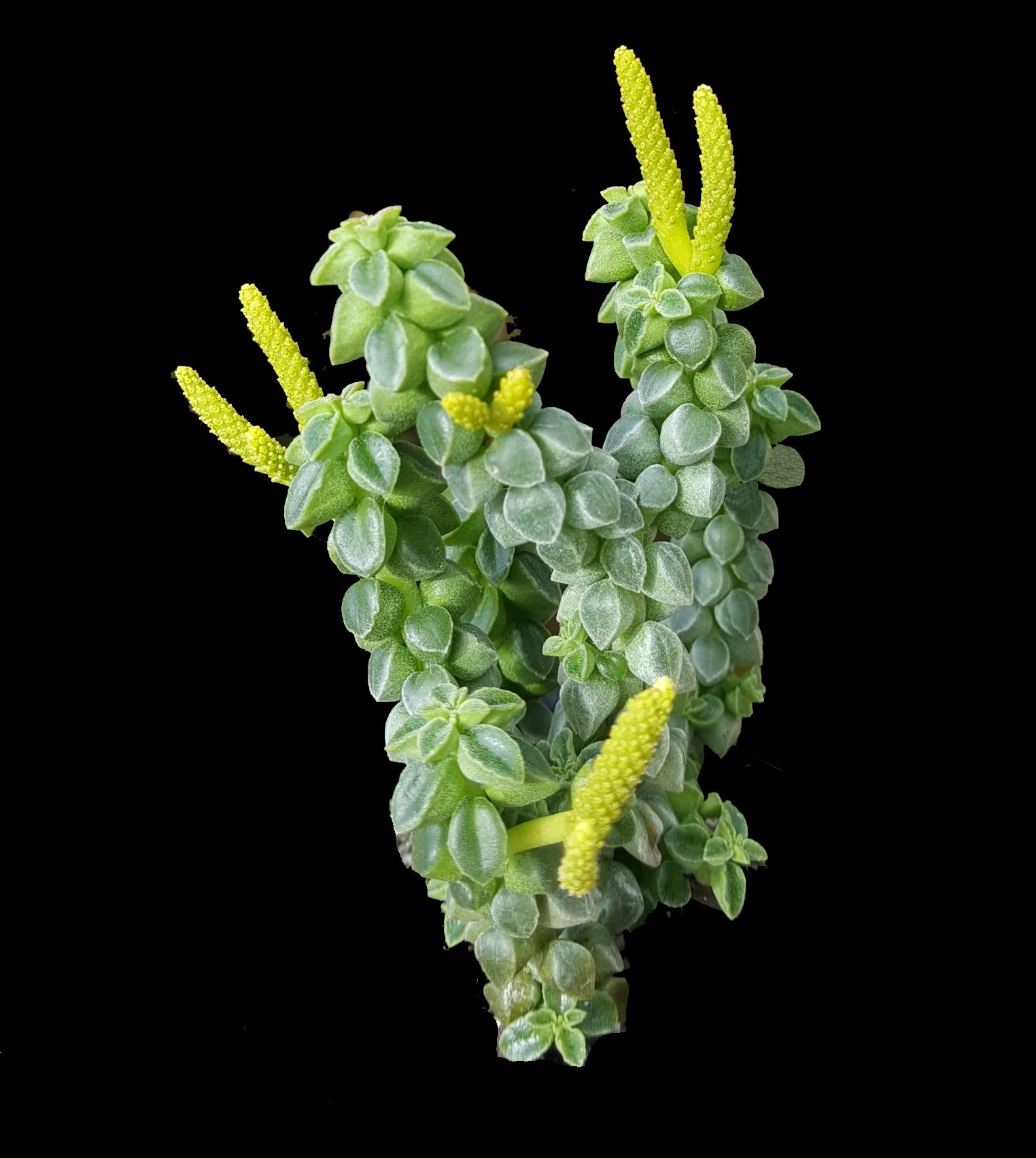 Peperomia columella