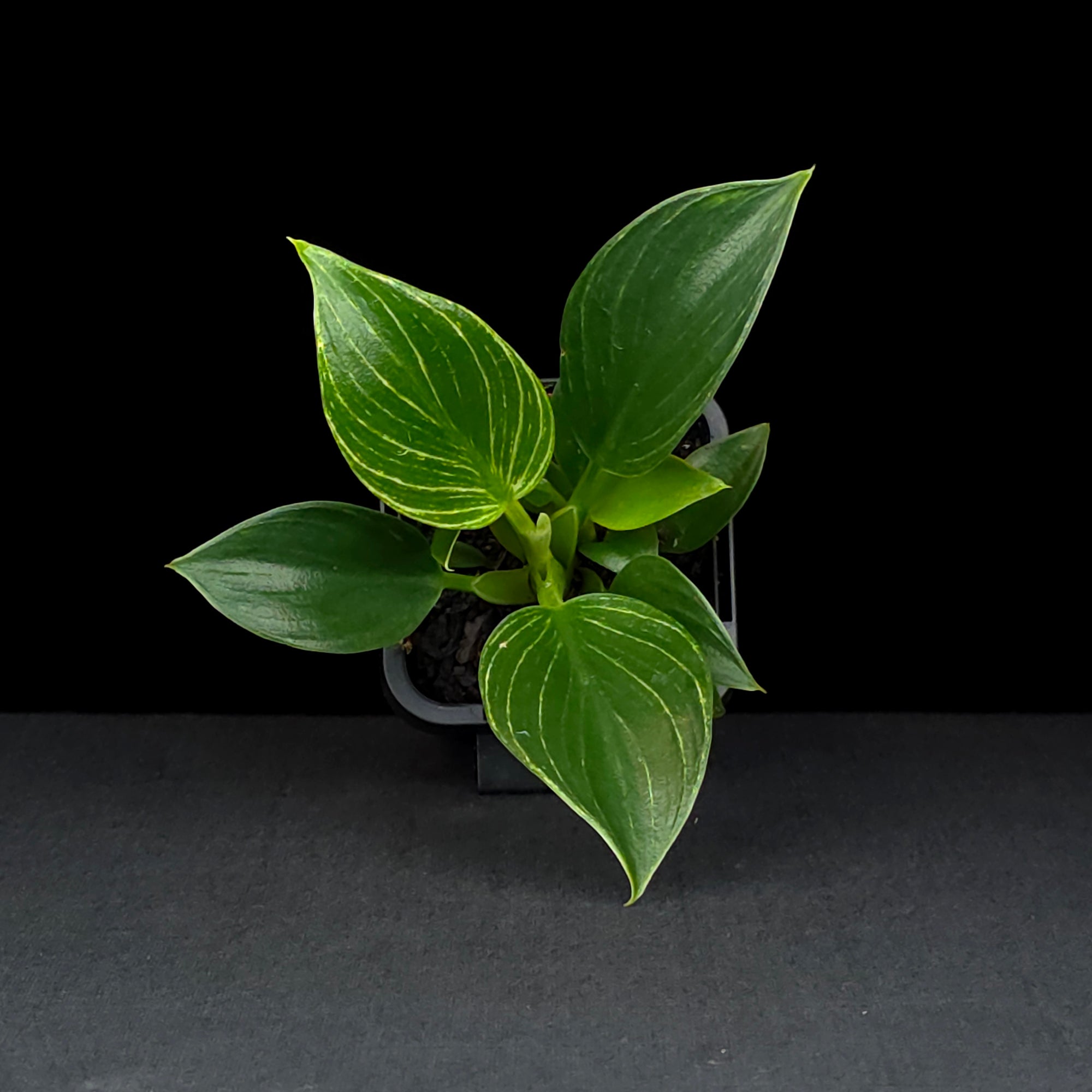 philodendron green birkin Philodendron Birkin – Collectors Online