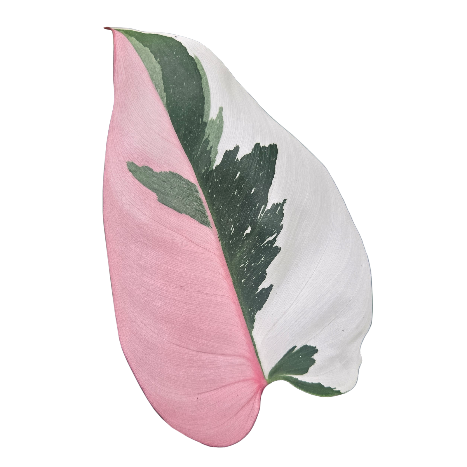 Philodendron erubescens 'Pink Princess'