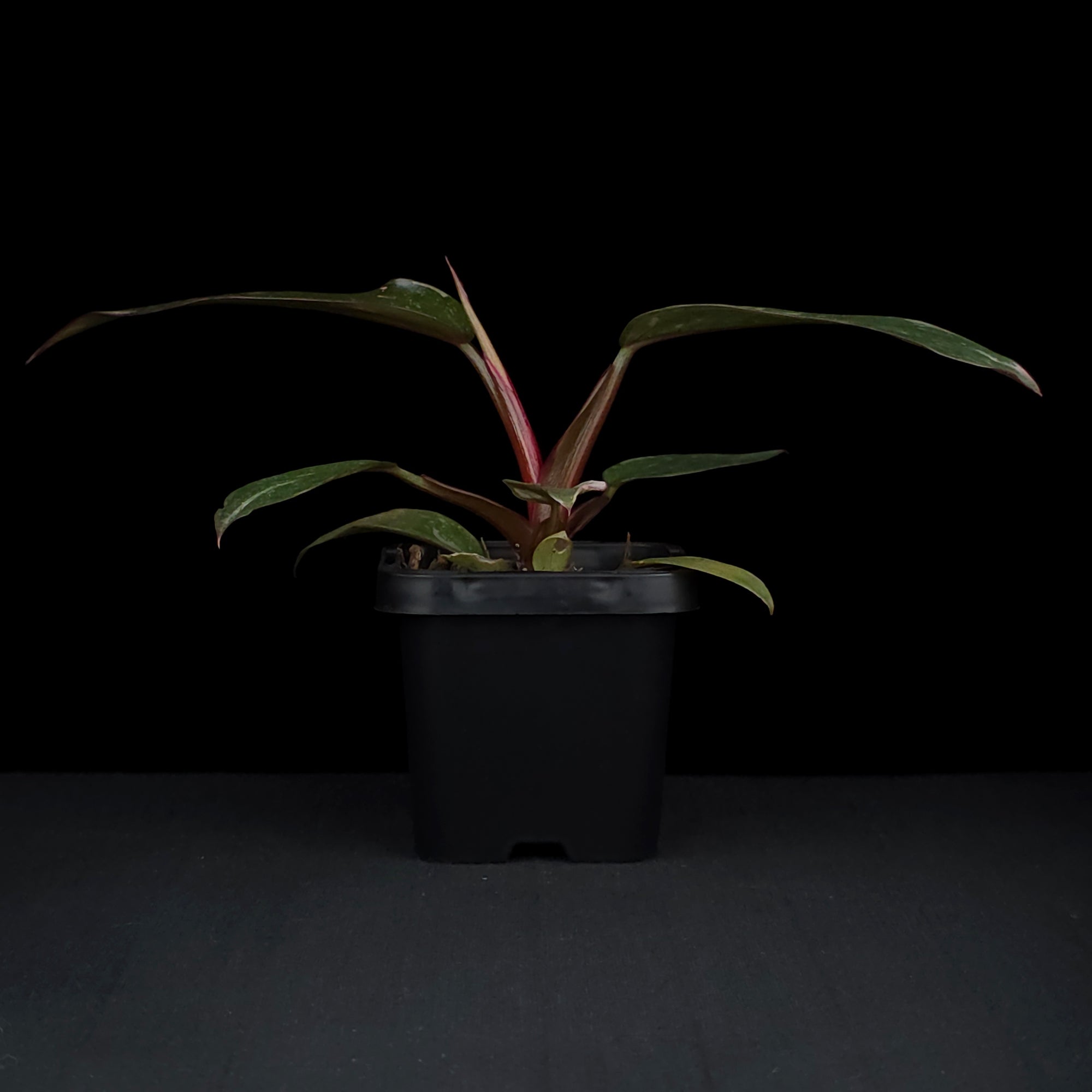 Philodendron erubescens 'Pink Princess'